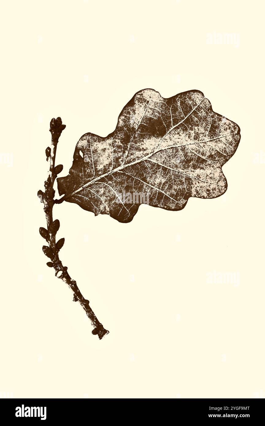 Graphic sepia image of solitary autumn leaf of English oak tree attached to twig Stock Photo