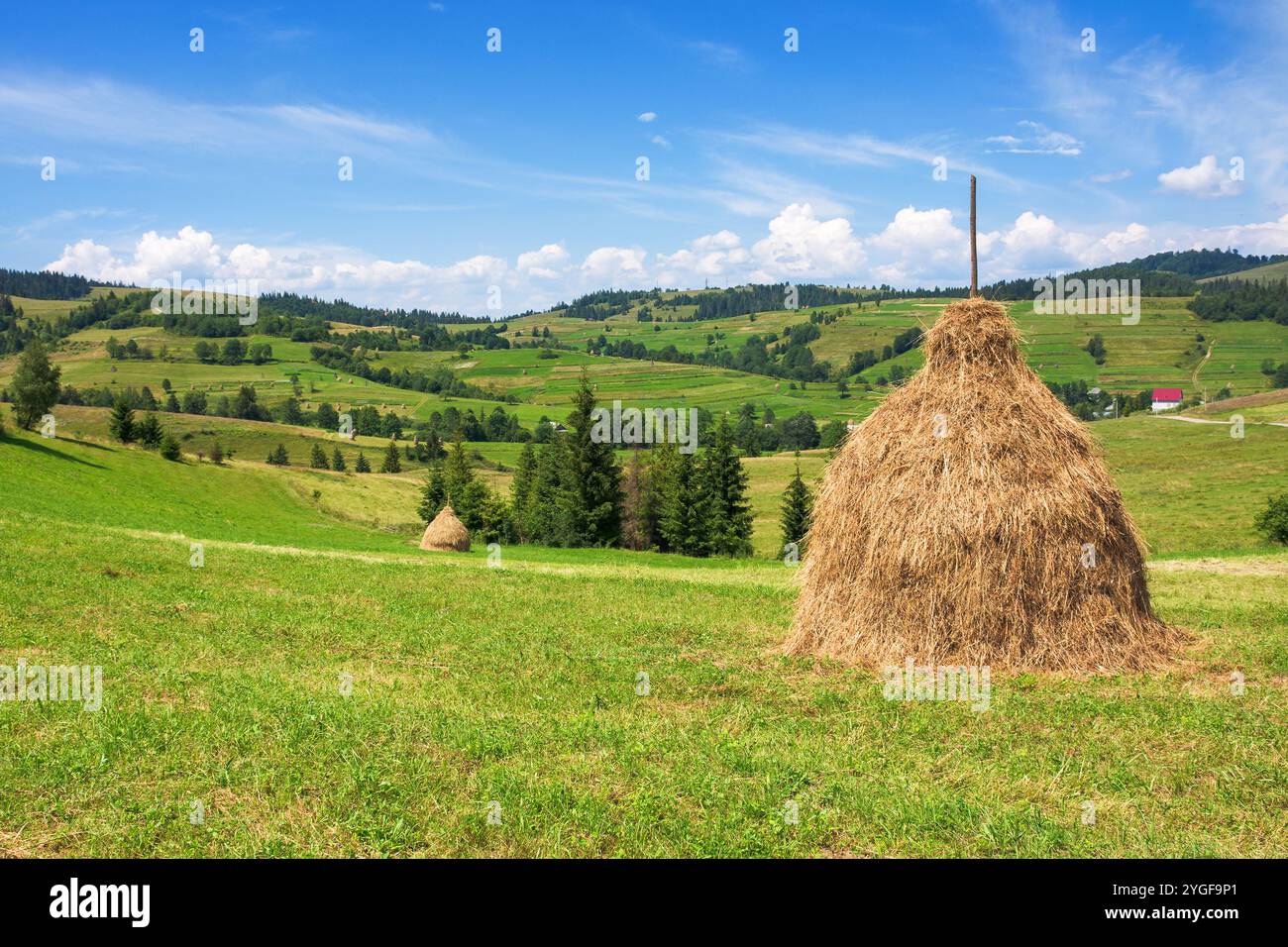 mountainous rural landscape with haystacks in summer. sunny day. green field in carpathian countryside of ukraine Stock Photo