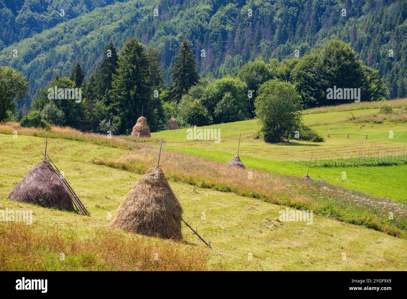 mountainous rural landscape with haystacks in summer. picturesque outdoor. sunny day. green field in carpathian countryside of ukraine. july weather Stock Photo