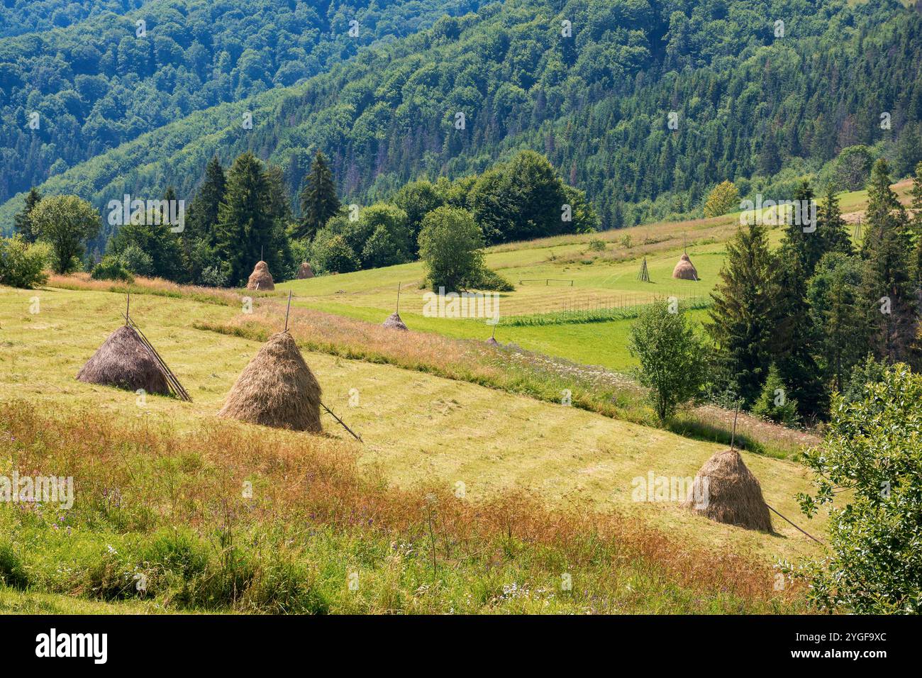 mountainous rural landscape with haystacks in summer. rolling hill. sunny day. green field in carpathian countryside of ukraine. organic pasture Stock Photo