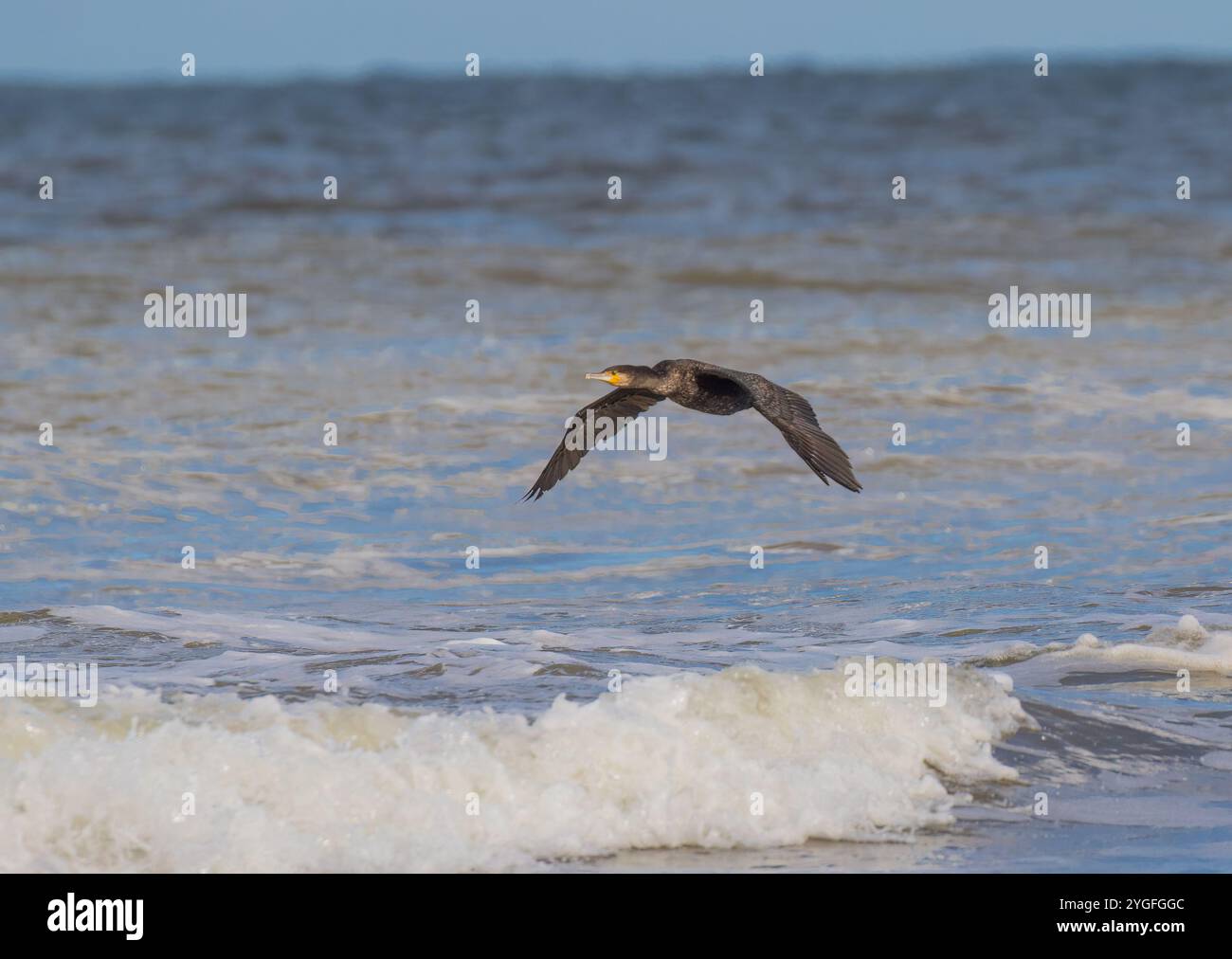 A Cormorant ( Phalacrocorax carbo) flying low to the water, wings outstretched ,    over  the breaking waves on the Norfolk Coast. UK Stock Photo