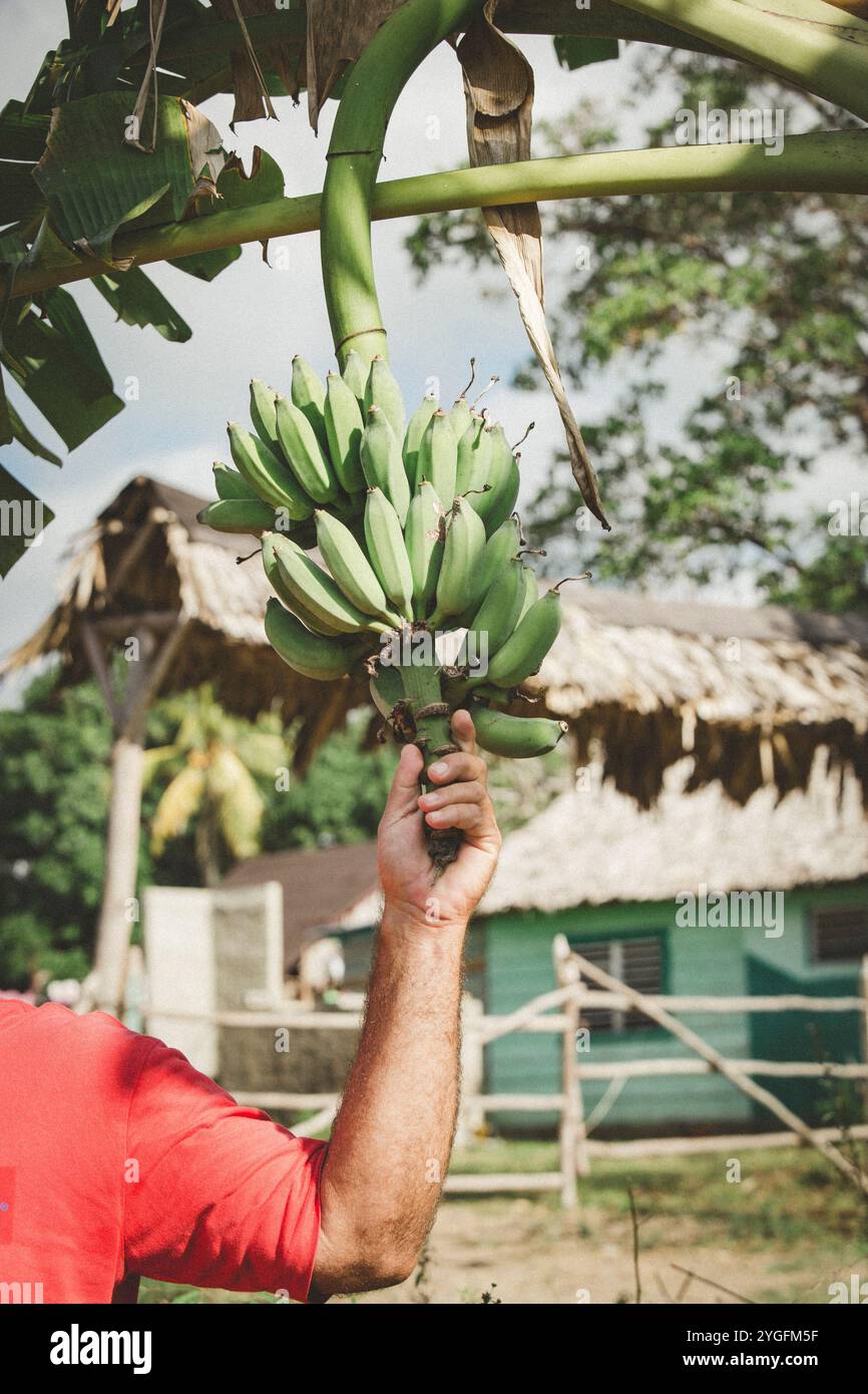 hand holds a bunch of green bananas from a tree in a rural setting in Cuba Stock Photo