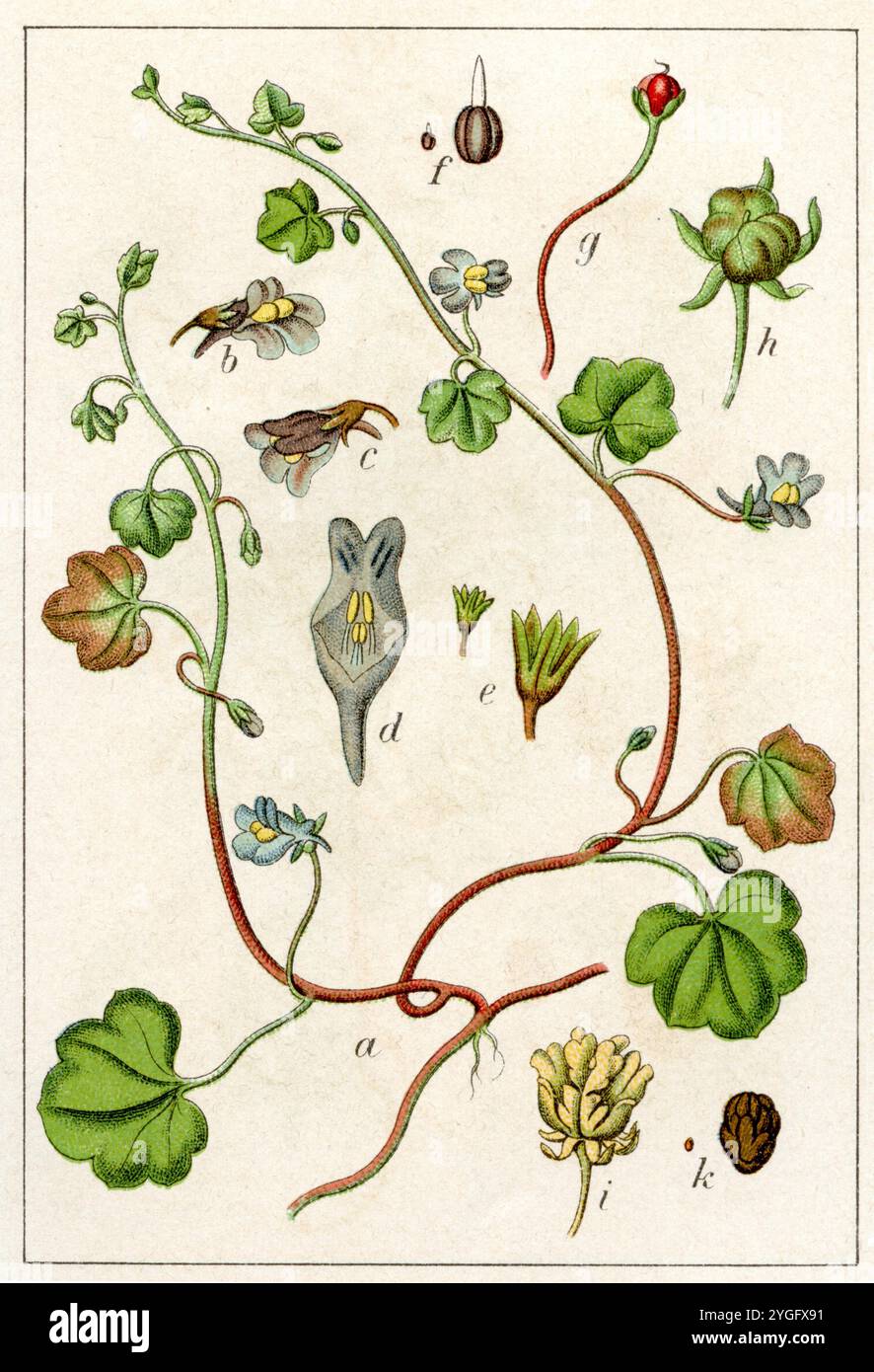 ivy-leaved toadflax Cymbalaria muralis,  (botany book, 1903), Zimbelkraut Stock Photo