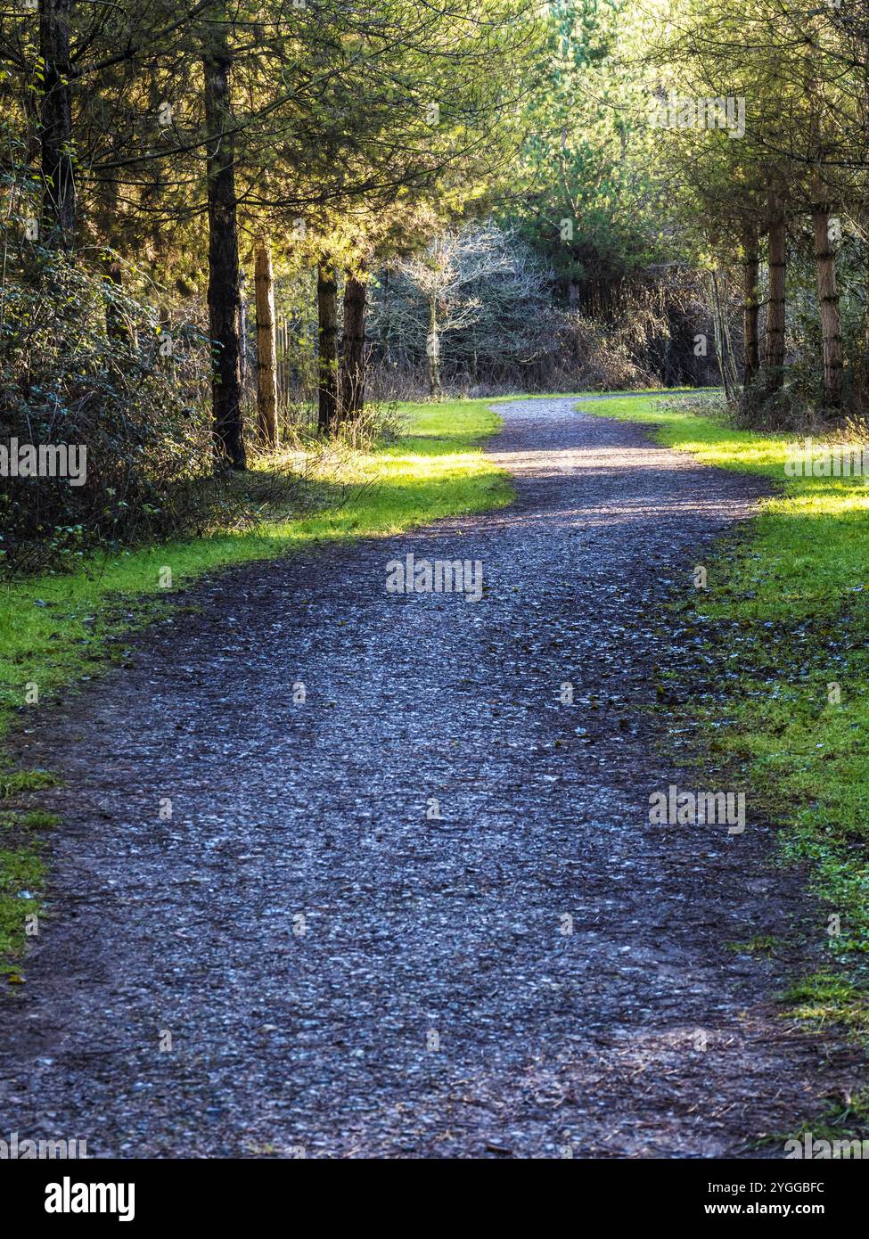 Dappled sunlight through winter trees in Nightingale Wood in Wiltshire. Stock Photo