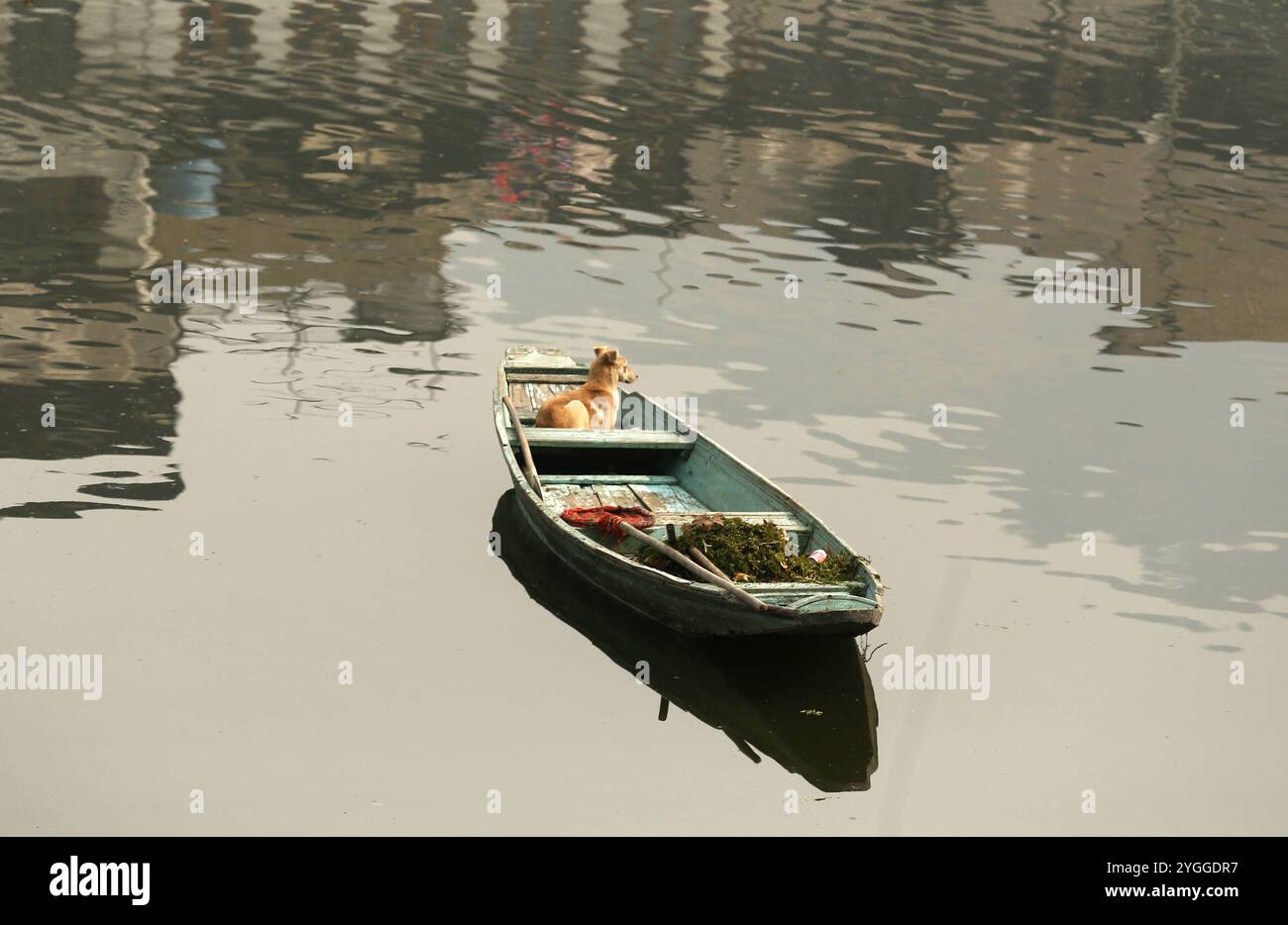 Daily life in Kashmir, India A dog is stranded on a boat in Dal lake ...