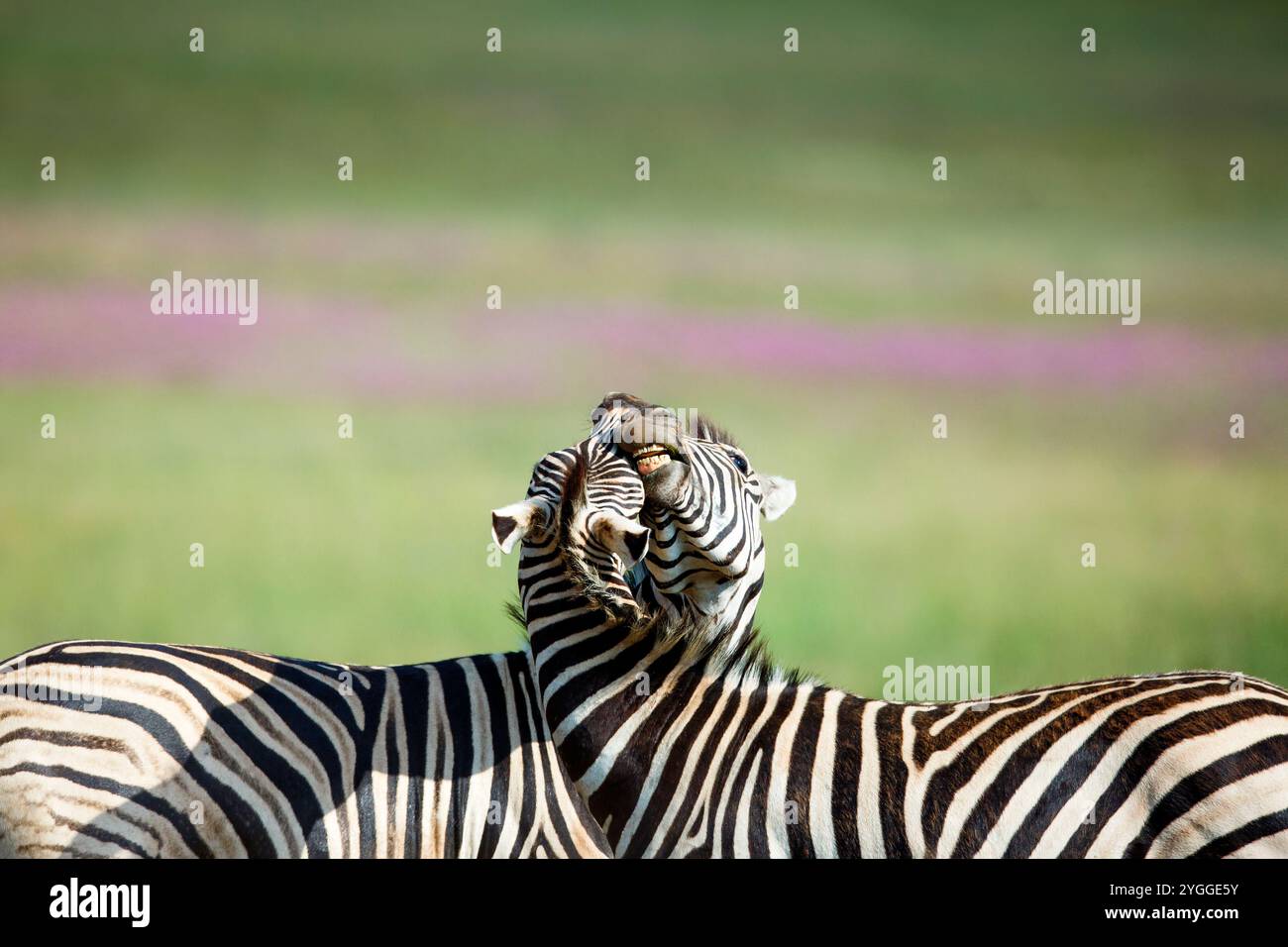 Zebras in nature reserve hi-res stock photography and images - Alamy