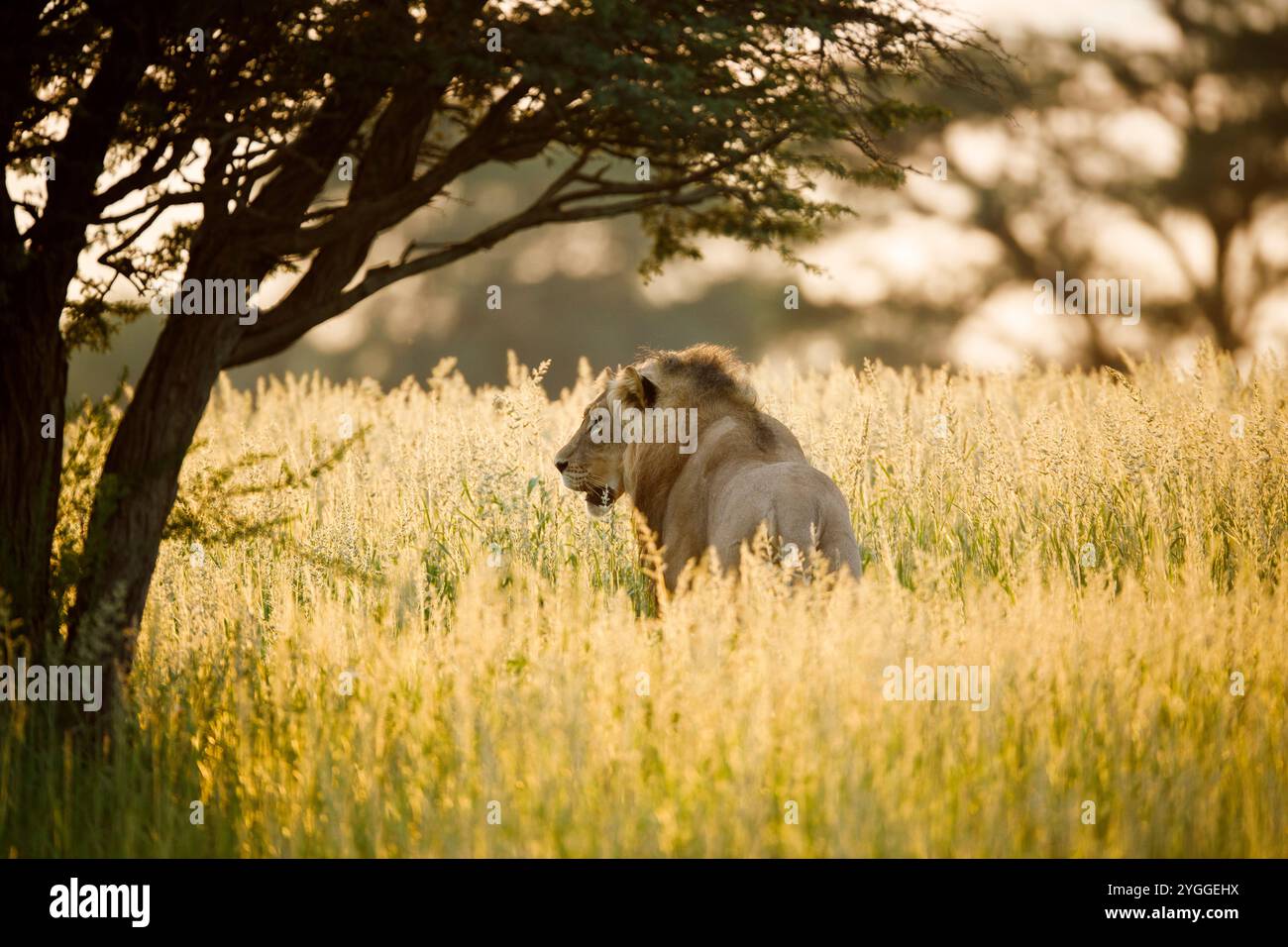 Golden tall grass hi-res stock photography and images - Alamy