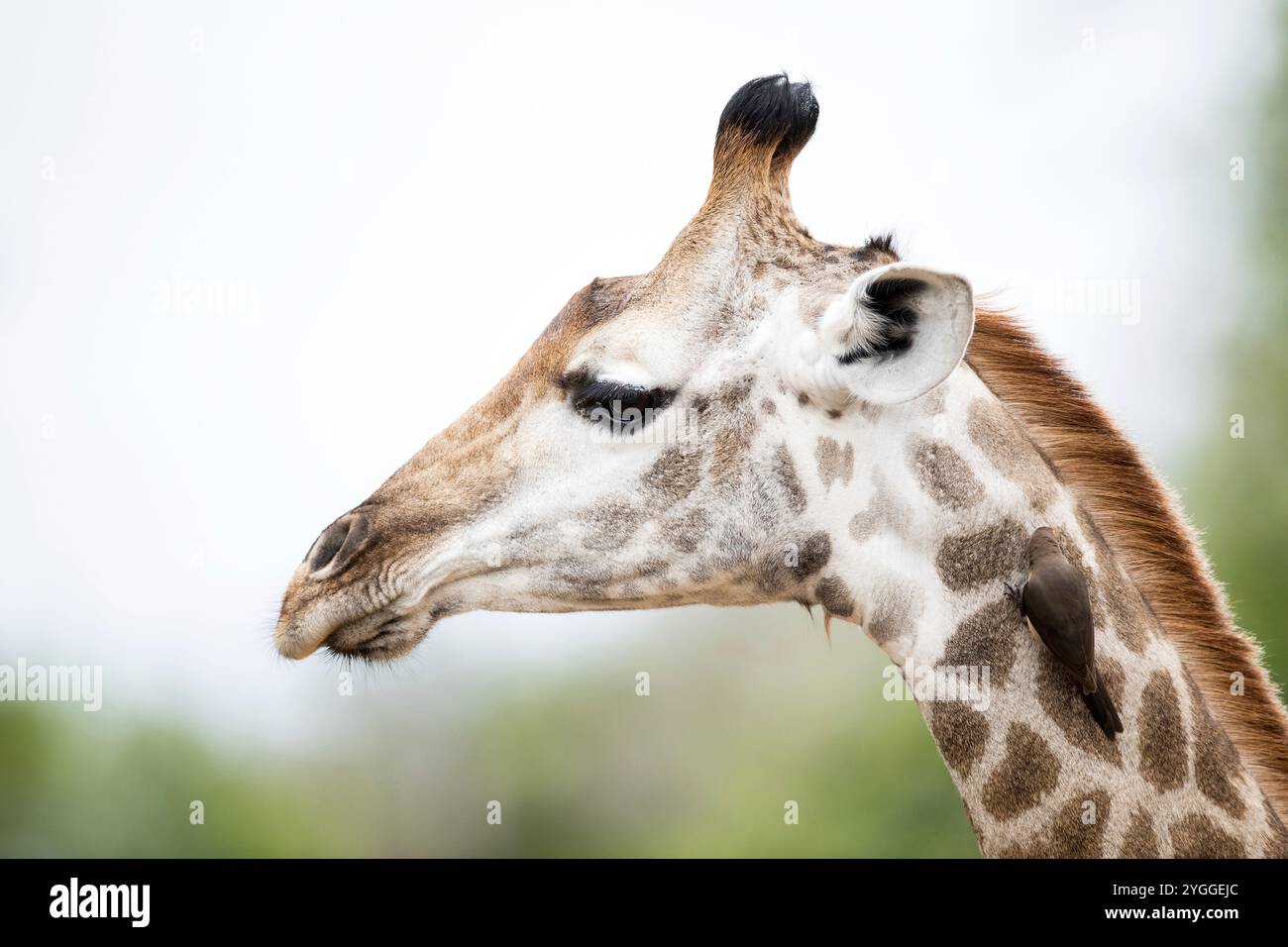 Oxpeckers giraffe hi-res stock photography and images - Alamy