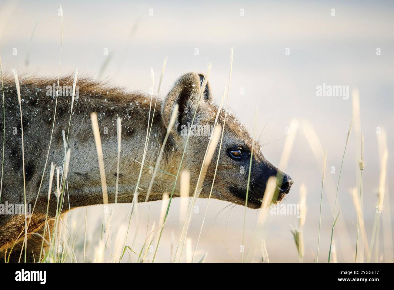 Golden tall grass hi-res stock photography and images - Alamy