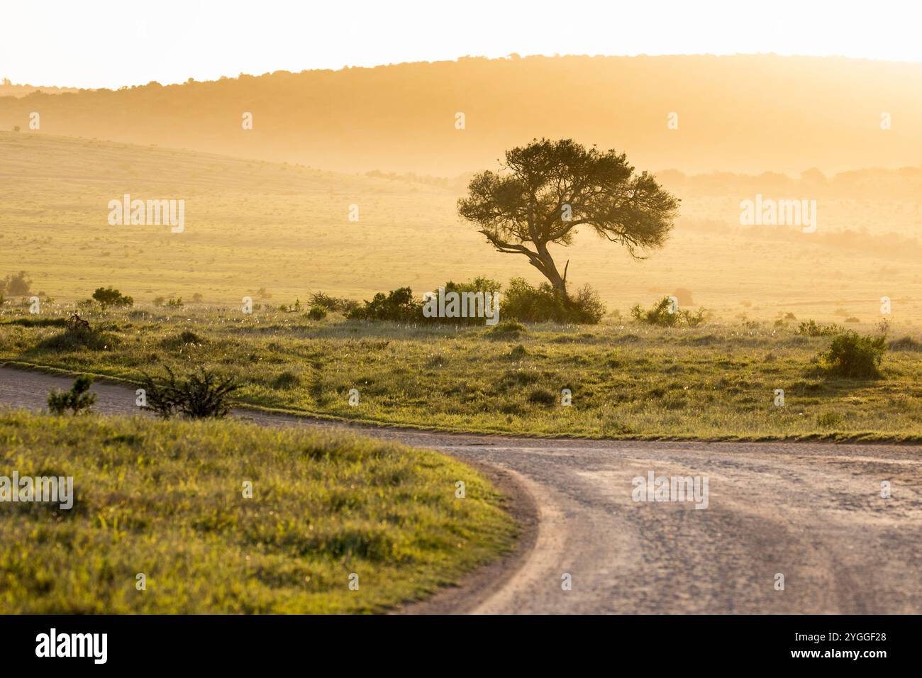 Lonely tree road hi-res stock photography and images - Alamy