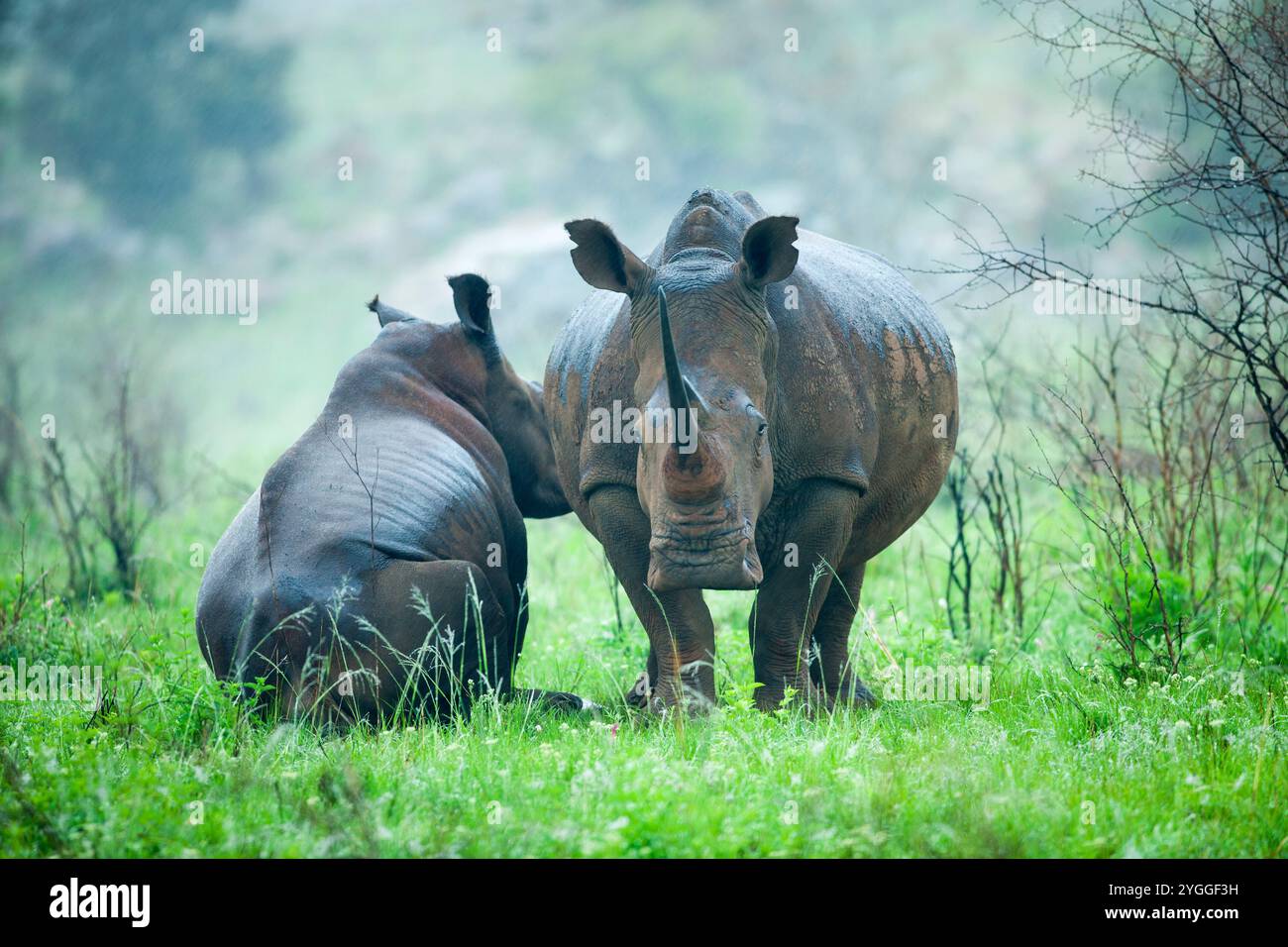 White Rhinocerous in soft rain, Itala Game Reserve, South Africa Stock ...