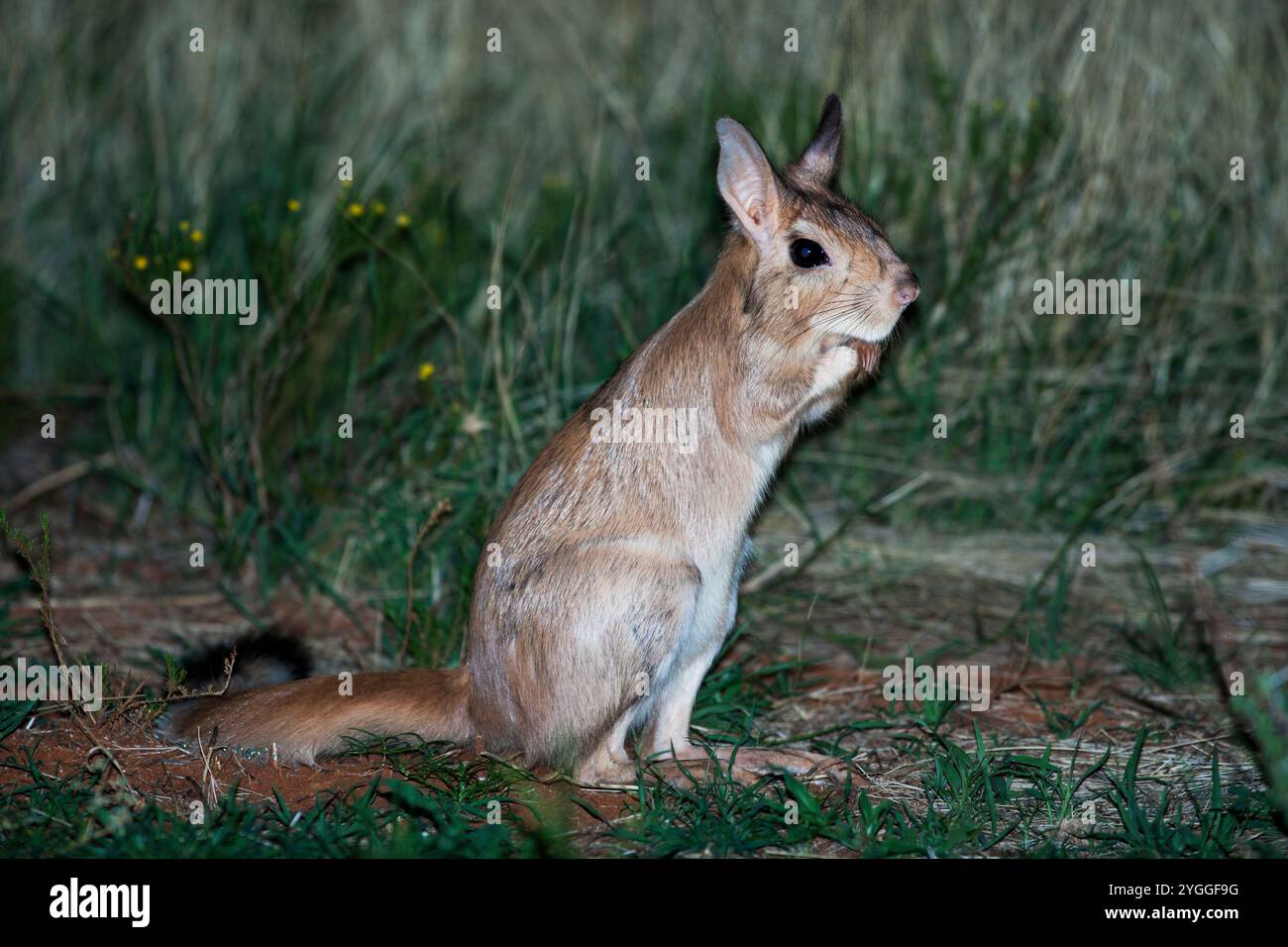 Springhare, Mokala National Park, South Africa Stock Photo