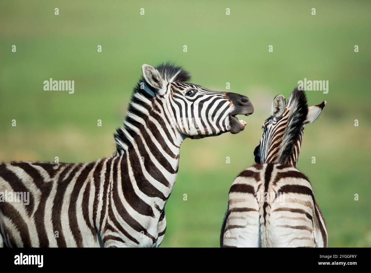 Zebras in nature hi-res stock photography and images - Alamy