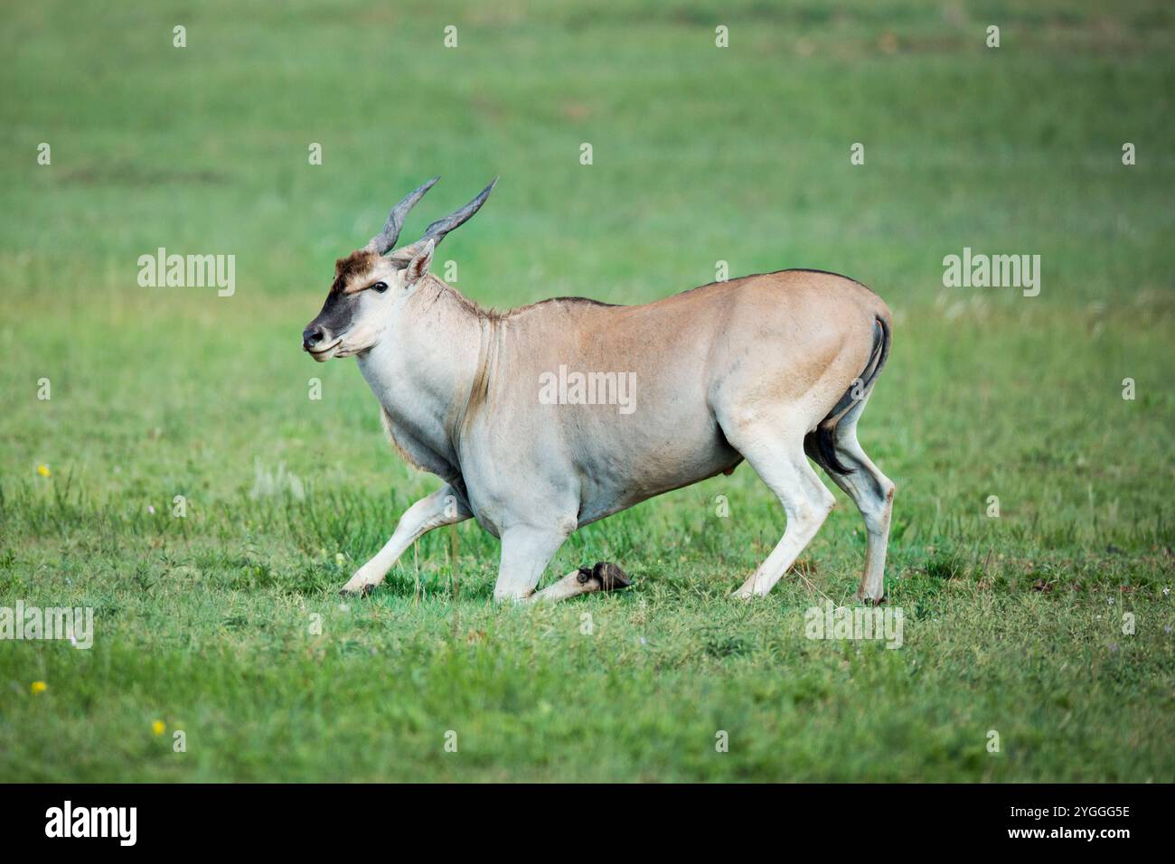 Ygggn Eland, Rietvlei Nature Reserve, South Africa Stock Photo - Alamy