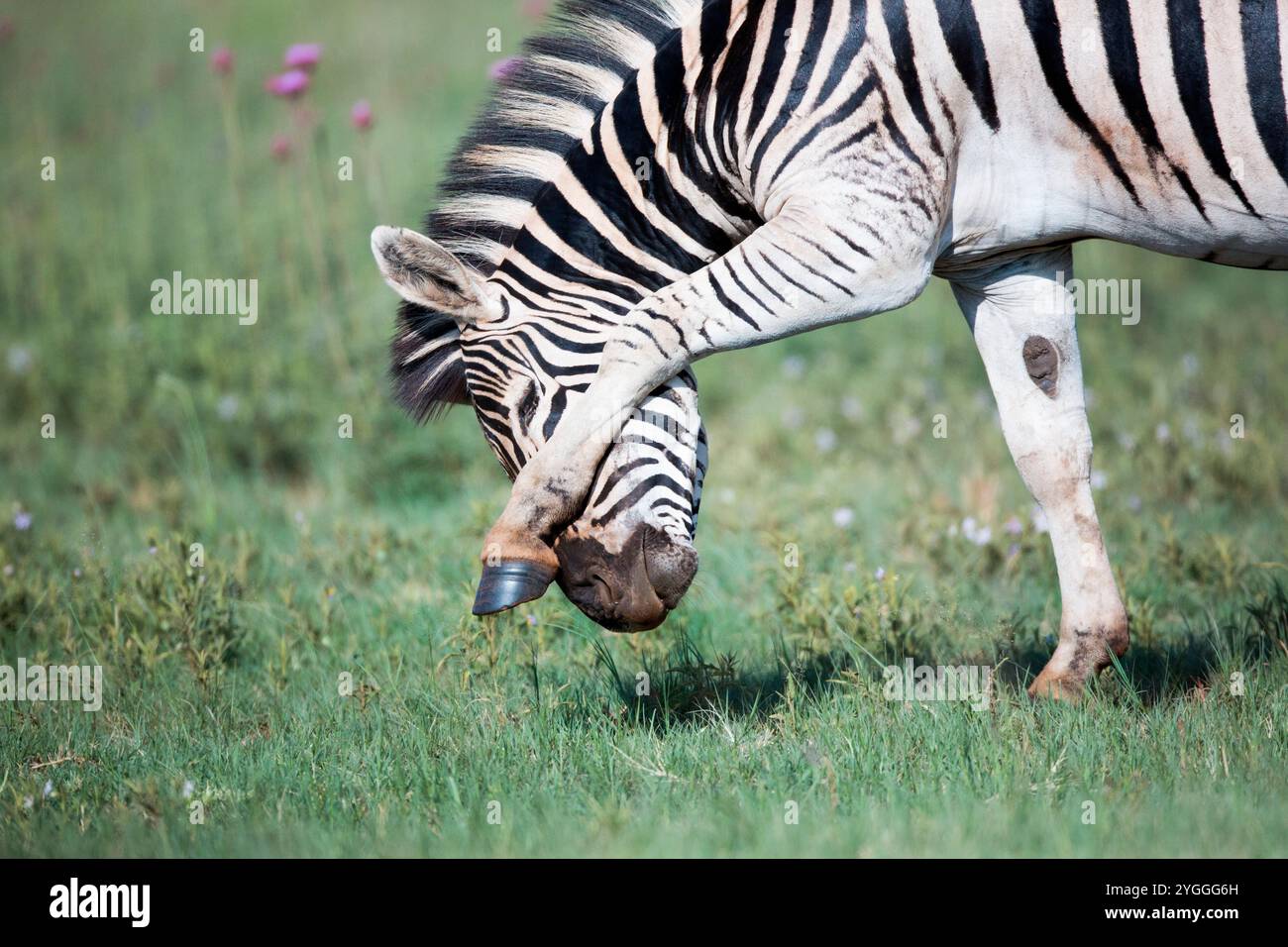 Ygggn Zebra rubbing face, Rietvlei Nature Reserve, South Africa Stock Photo ...