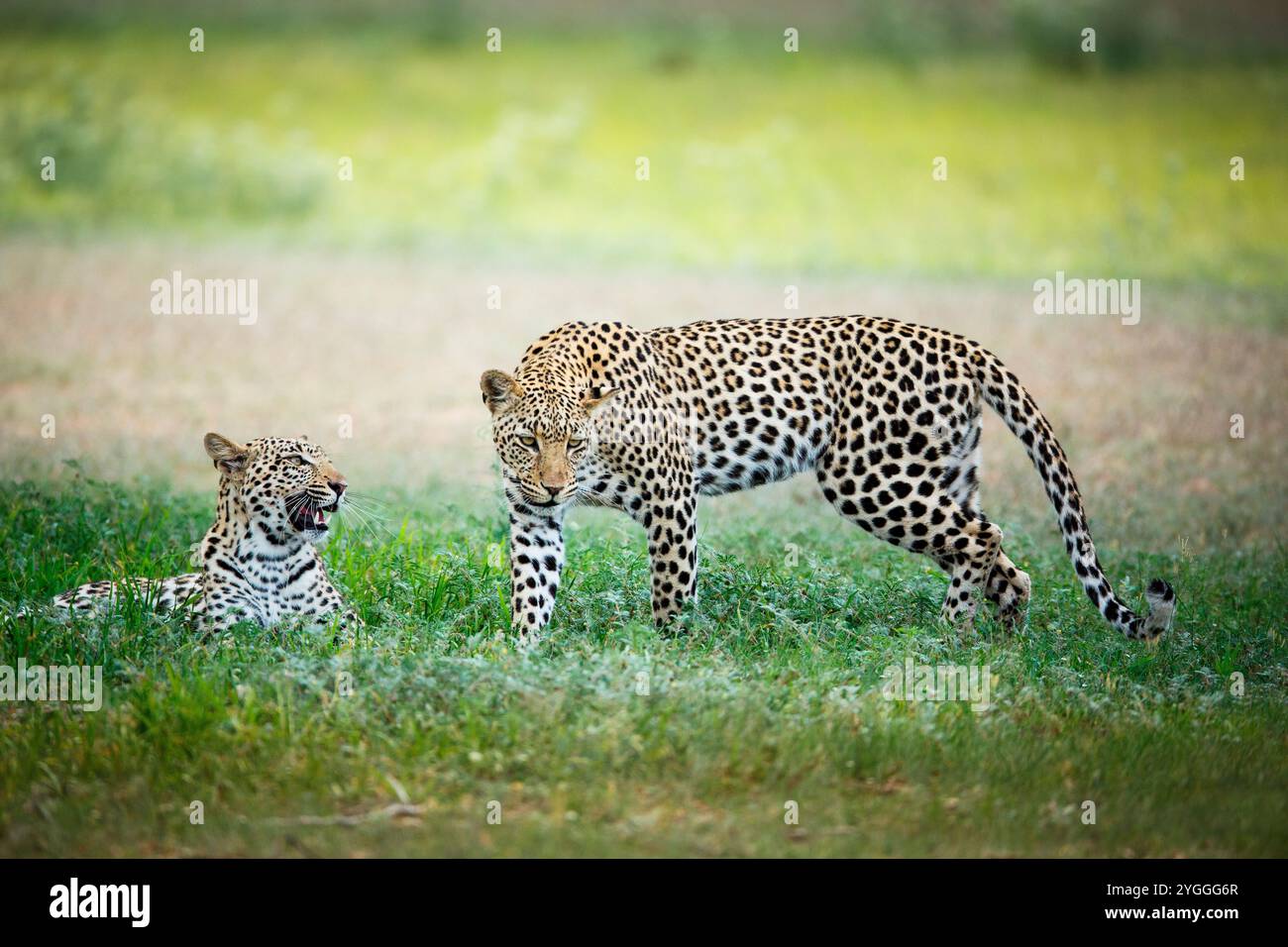 Leopards, Kgalagadi Transfrontier Park, South Africa Stock Photo