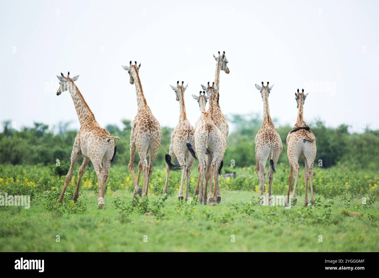 Group giraffes in bush in hi-res stock photography and images - Alamy