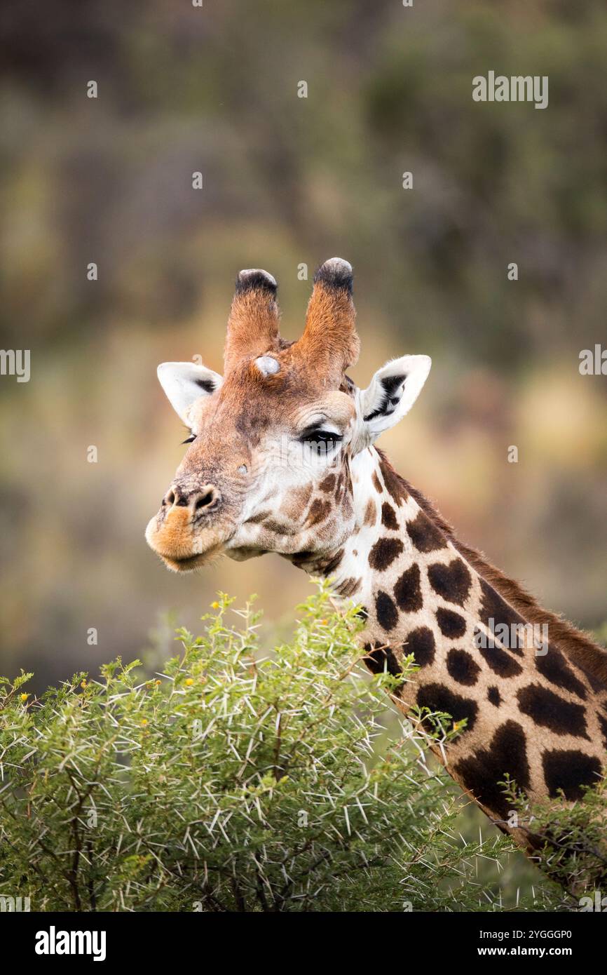 Giraffe africa hi-res stock photography and images - Alamy