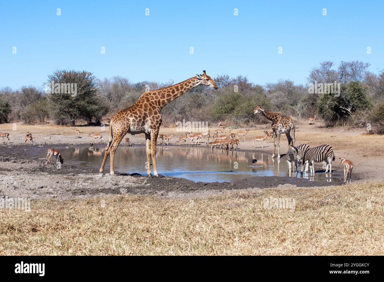 Giraffe At Waterhole Kruger Park South Africa Stock Photo Alamy giraffe-at-waterhole-kruger-park-south-africa-stock-photo-alamy