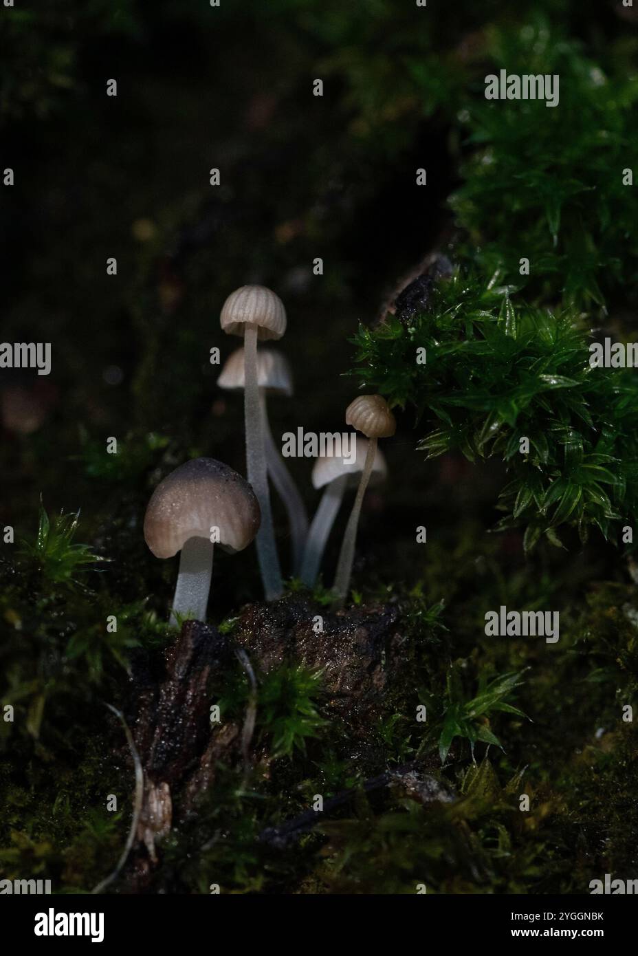 Mushrooms just a few millimeters in size grow on a tree trunk covered with moss, Germany Stock Photo