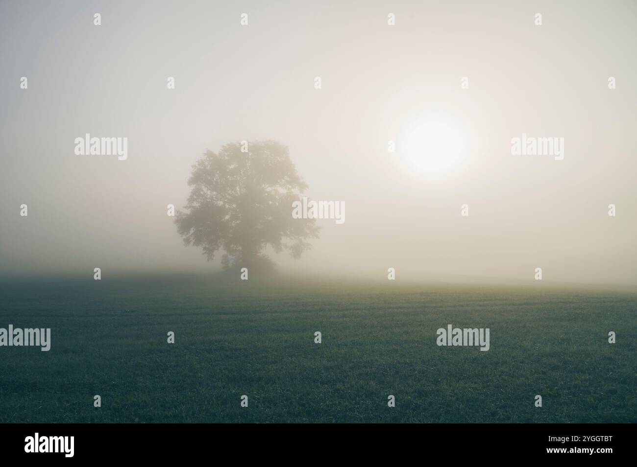 Mighty deciduous tree hi-res stock photography and images - Alamy