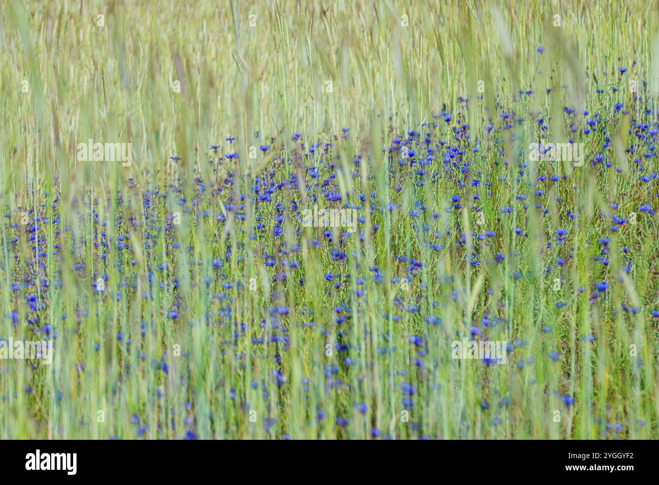 Plants, flowers, wildflowers, cornflowers in the rye field Stock Photo ...