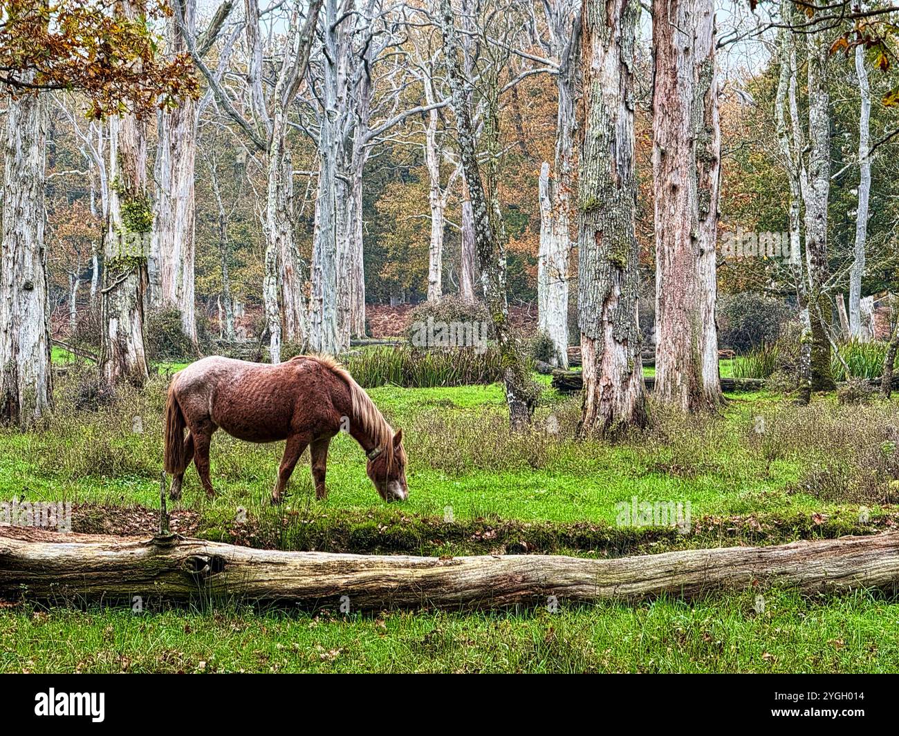 New Forest Pony grazing in a dead oak forest - Smartphone Captured Stock Image