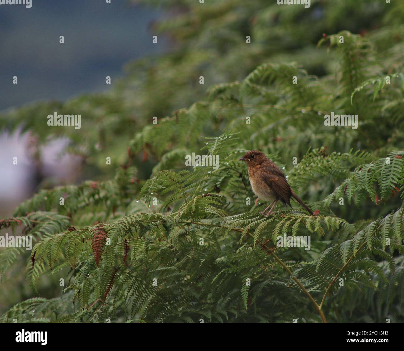 tiny bird on dewy tree branch Stock Photo - Alamy