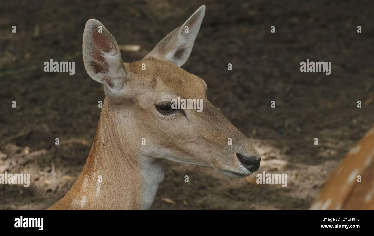 Deer animal spotted baby Stock Photo - Alamy
