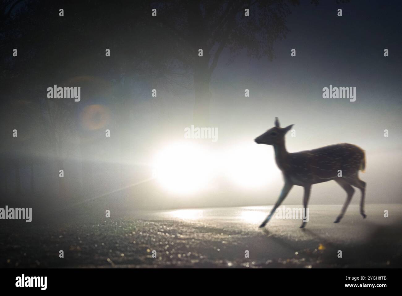 These are the Kennel Club's Dog Photographer of the Year contest winners:  Digital Photography Review, image size:1300x956