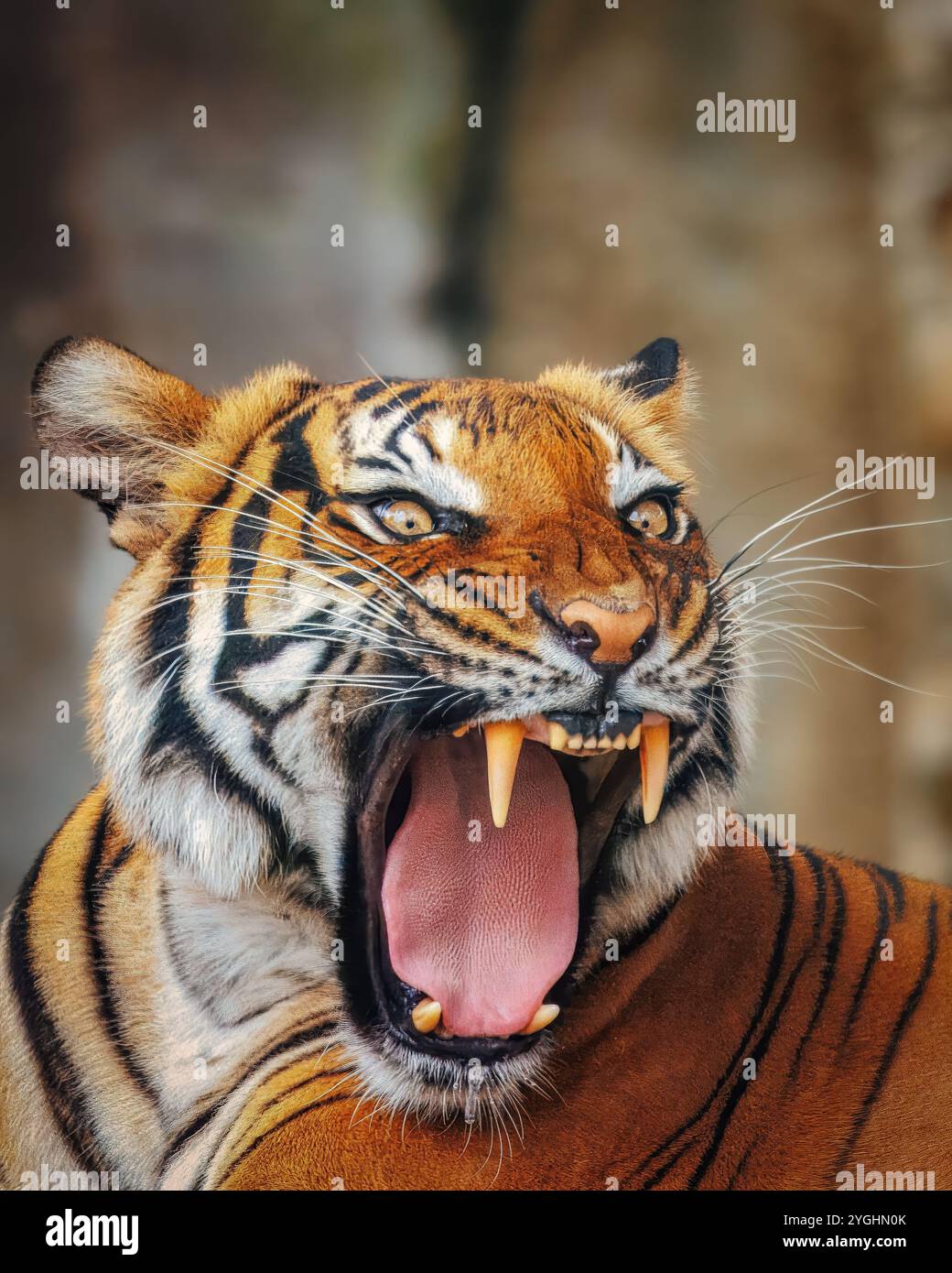 A portrait of an angry Siberian tiger with an open mouth Stock Photo - Alamy, image size:1040x1390