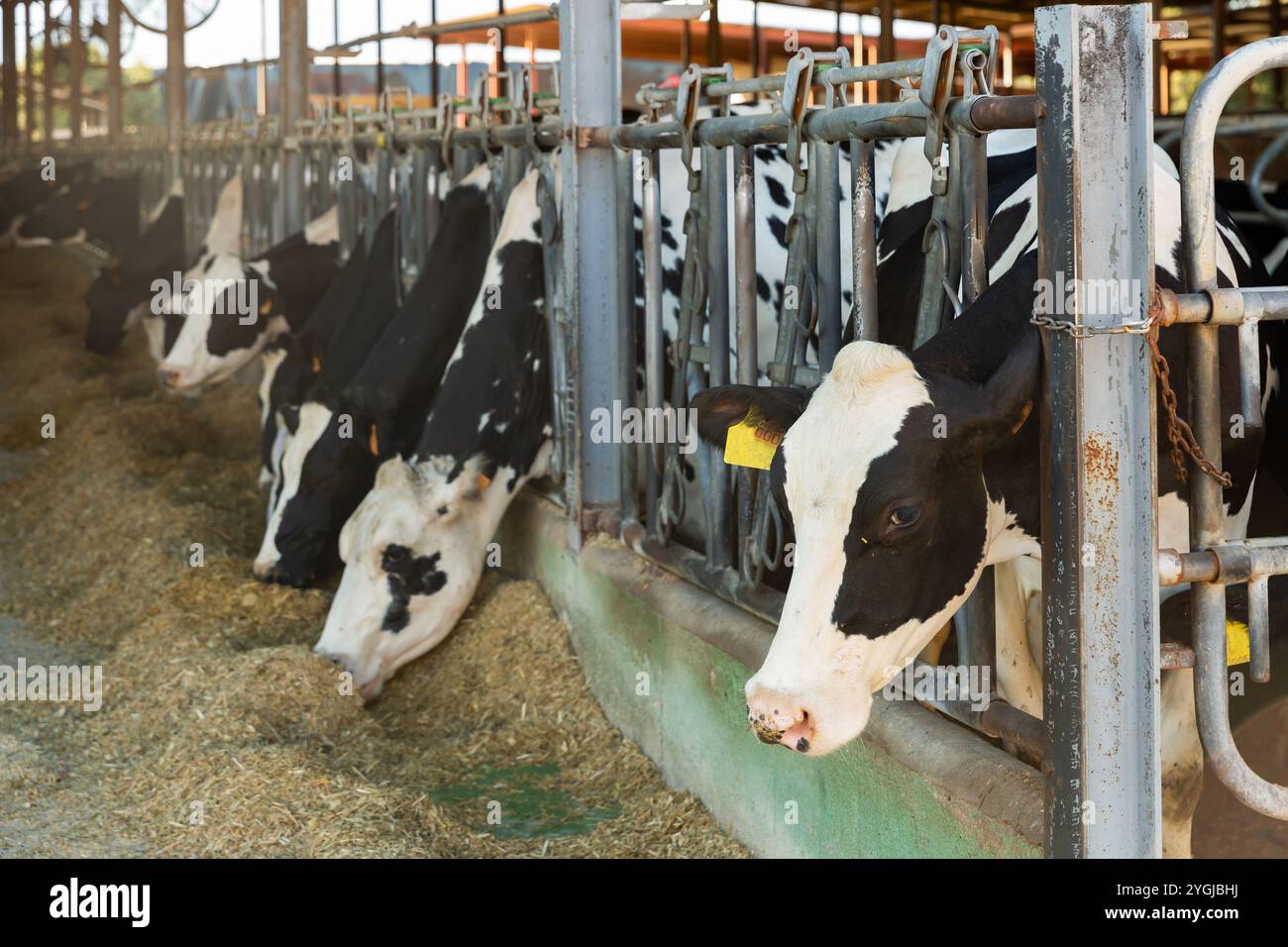 Dairy cows milk farm fodder hi-res stock photography and images - Alamy