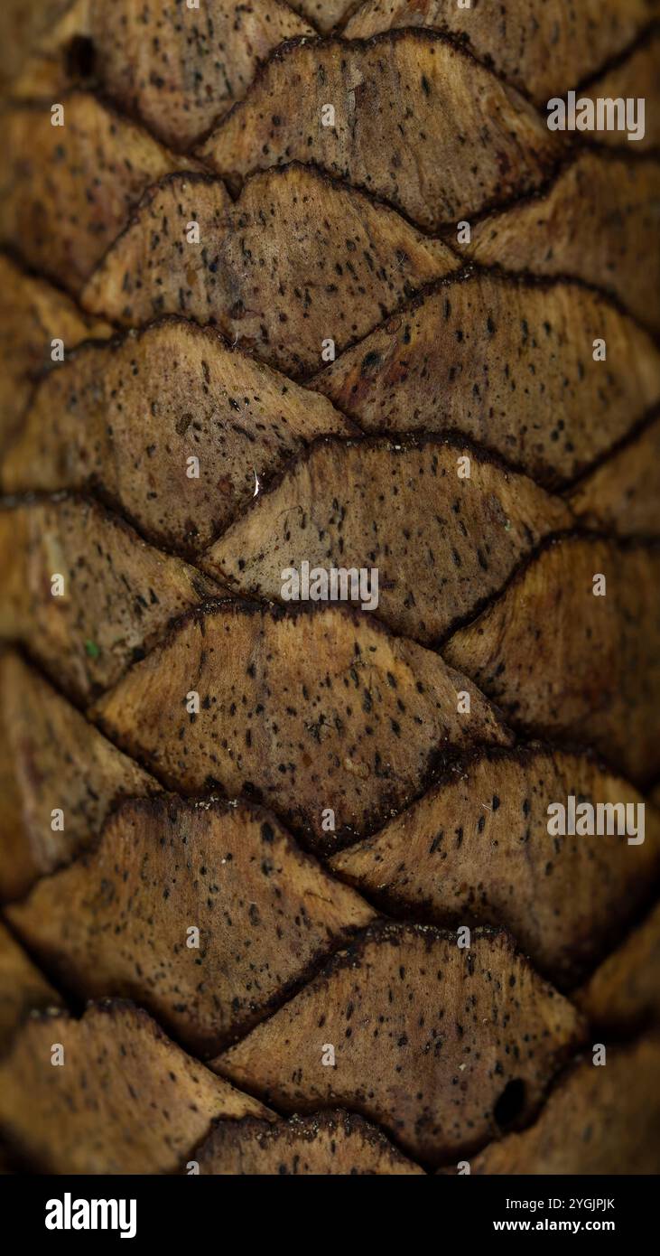 Pine cone close up picture hi-res stock photography and images - Alamy