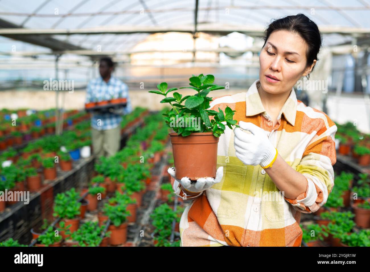 Pot Owner Focused Asian woman greenhouse owner growing mint in pots Stock Photo ...