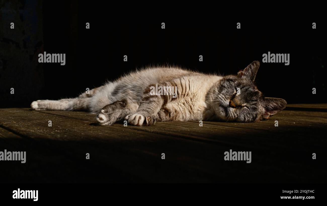 Sleeping cat in the sunshine Stock Photo