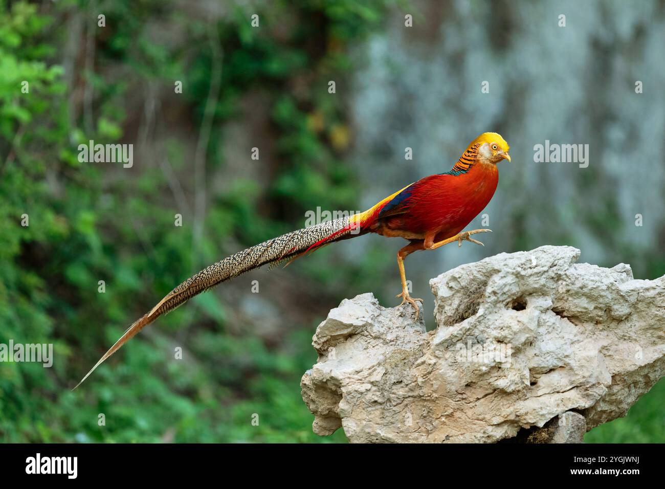 Golden Pheasant Chrysolophus Pictus Male Standing On A Rock China golden-pheasant-chrysolophus-pictus-male-standing-on-a-rock-china