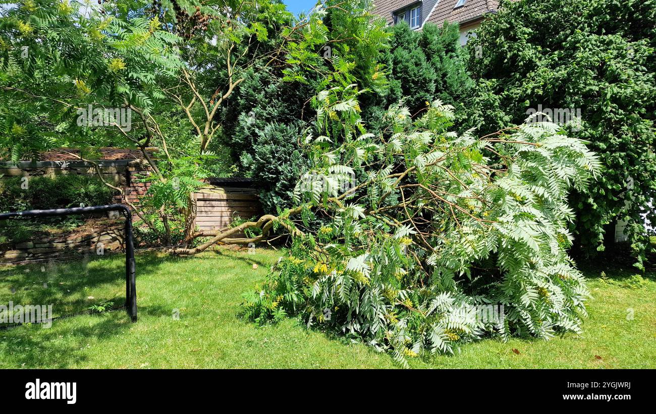 staghorn sumach, stags horn sumach (Rhus hirta, Rhus typhina), storm damage, part of a staghorn sumach in the garden has fallen over, Germany Stock Photo