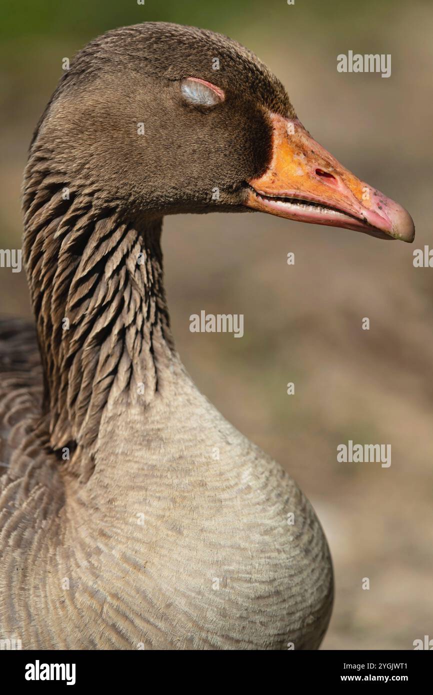 greylag goose (Anser anser), sleeping with eyes closed, Germany, Baden-Wuerttemberg Stock Photo