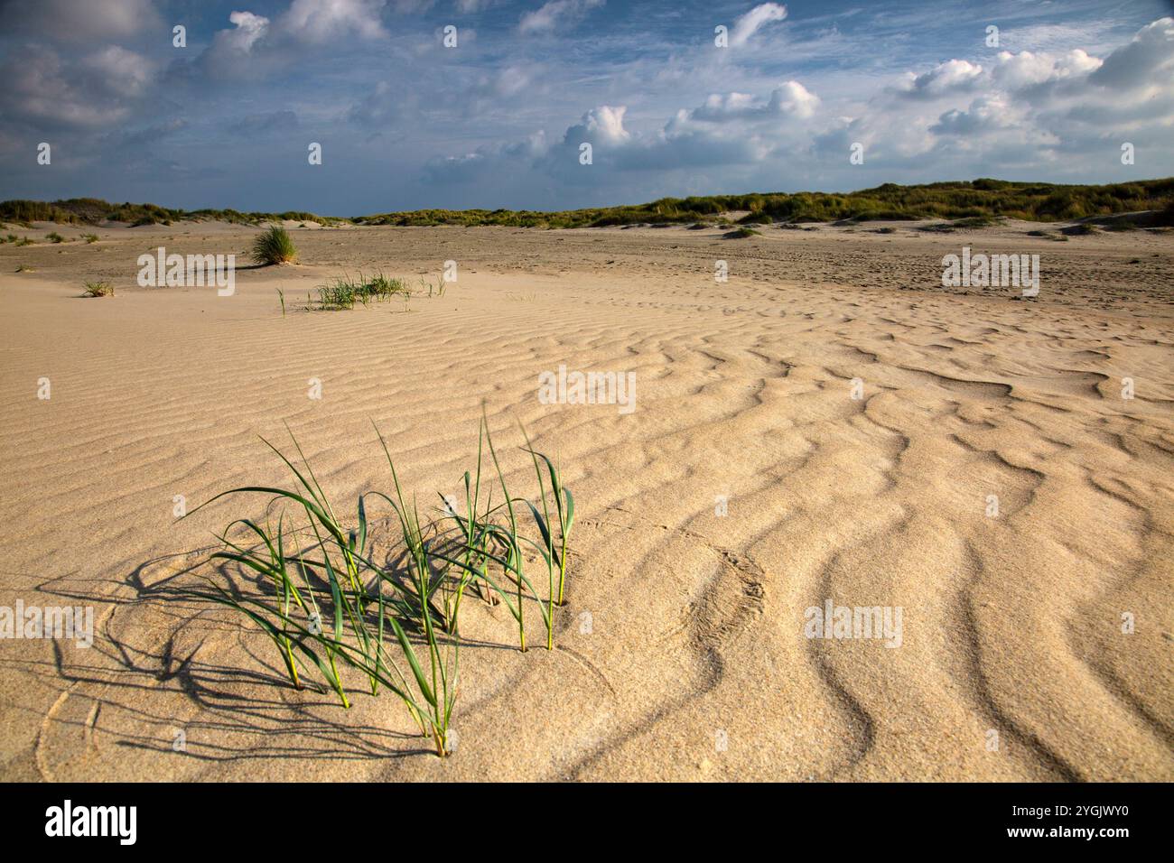 Dutch Sofa - Storm Sand Dutch Sofa - Storm Sand
