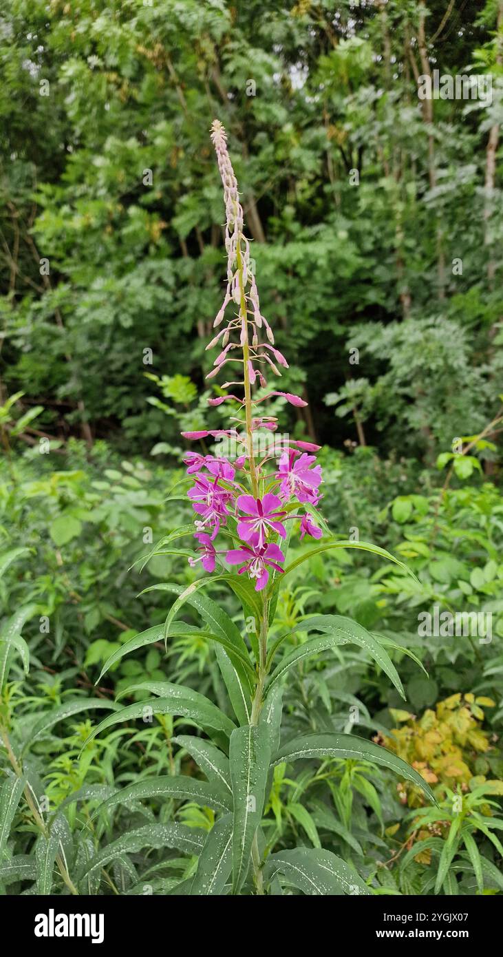 Fireweed, blooming sally, Rosebay willow-herb, Great willow-herb (Epilobium angustifolium, Chamerion angustifolium), blooming, Germany Stock Photo