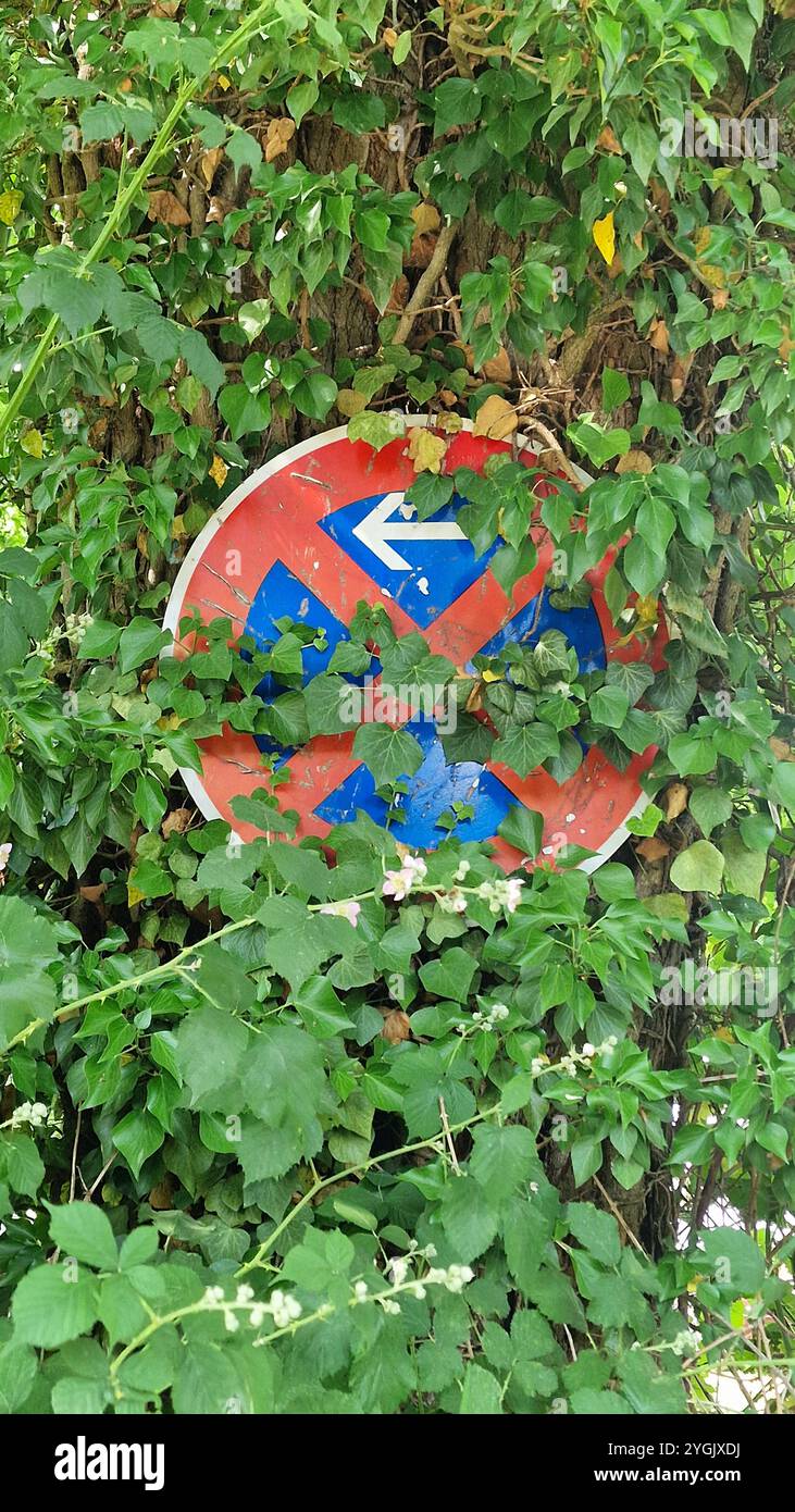 Traffic sign overgrown tree hi-res stock photography and images - Alamy