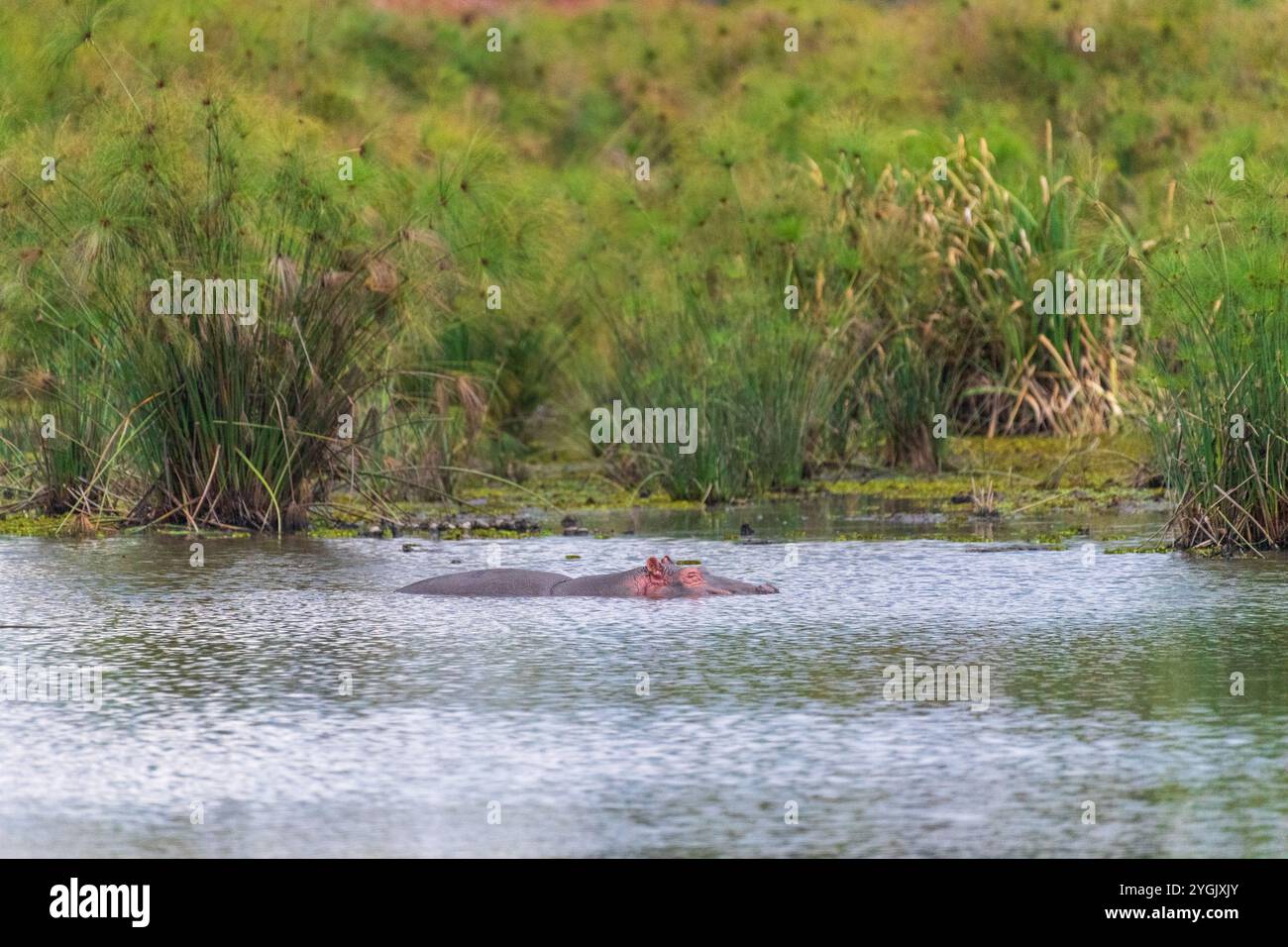 Telephoto of a hippopotamus, Hippopotamus amphibius, partially submerged in Manguo Hippo pool near Thomson falls, Kenya Stock Photo