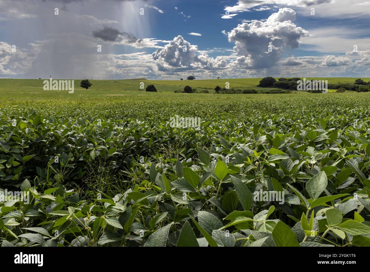 Heavy clouds and rain arrive at a green soybean plantation in the rural ...