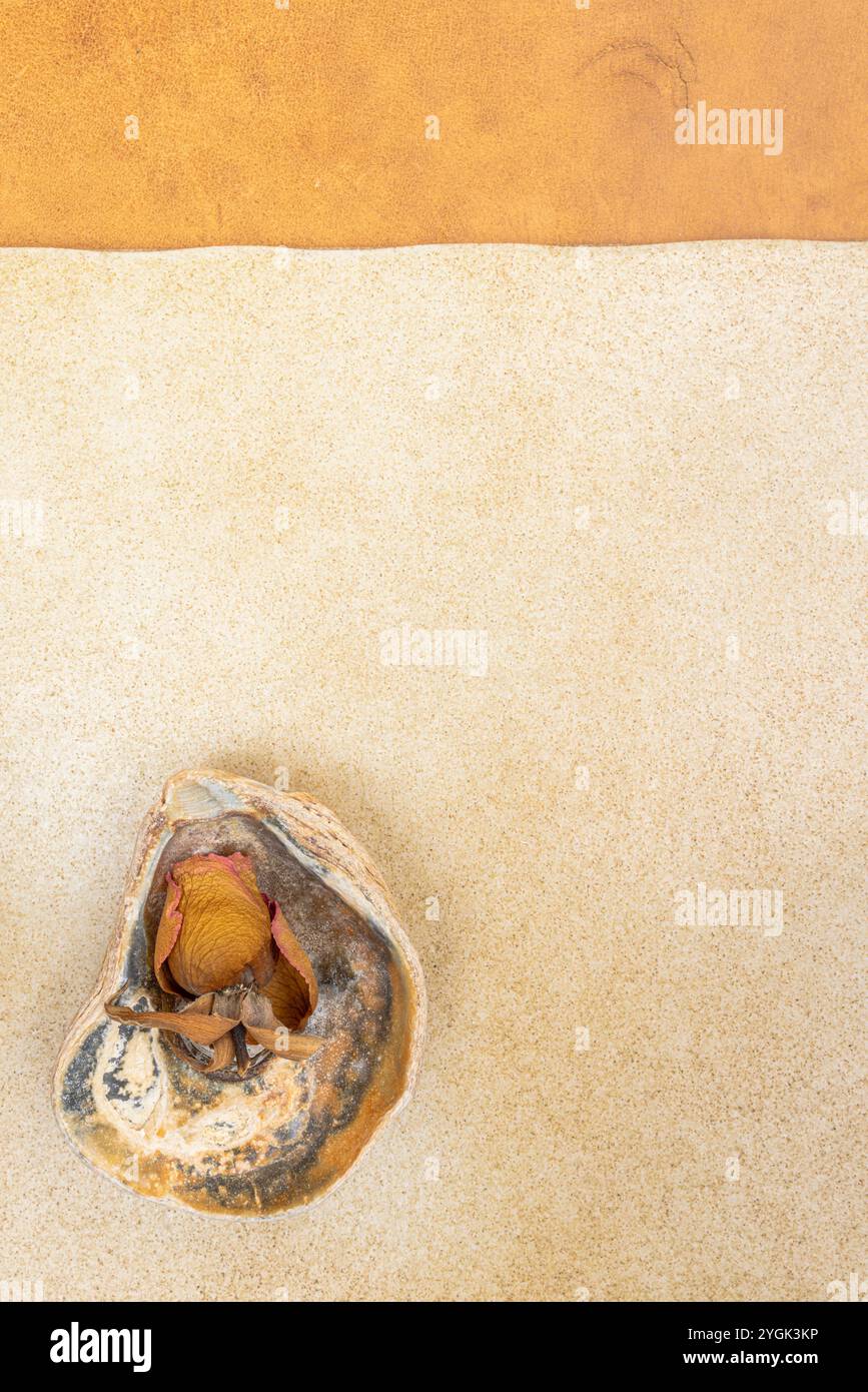 Set of shells hi-res stock photography and images - Alamy