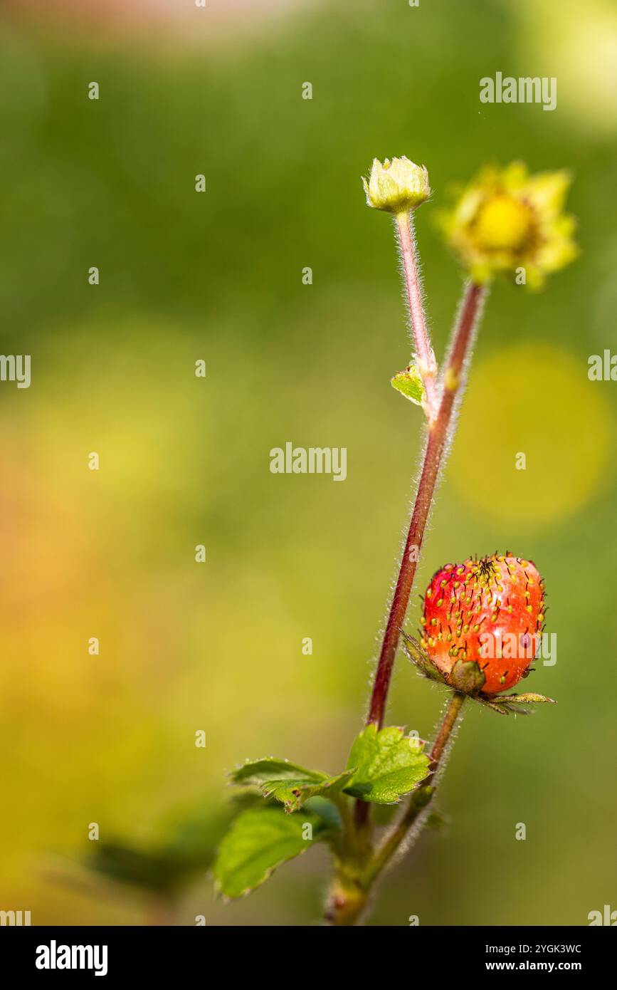 Natural background with red wild strawberry Stock Photo - Alamy