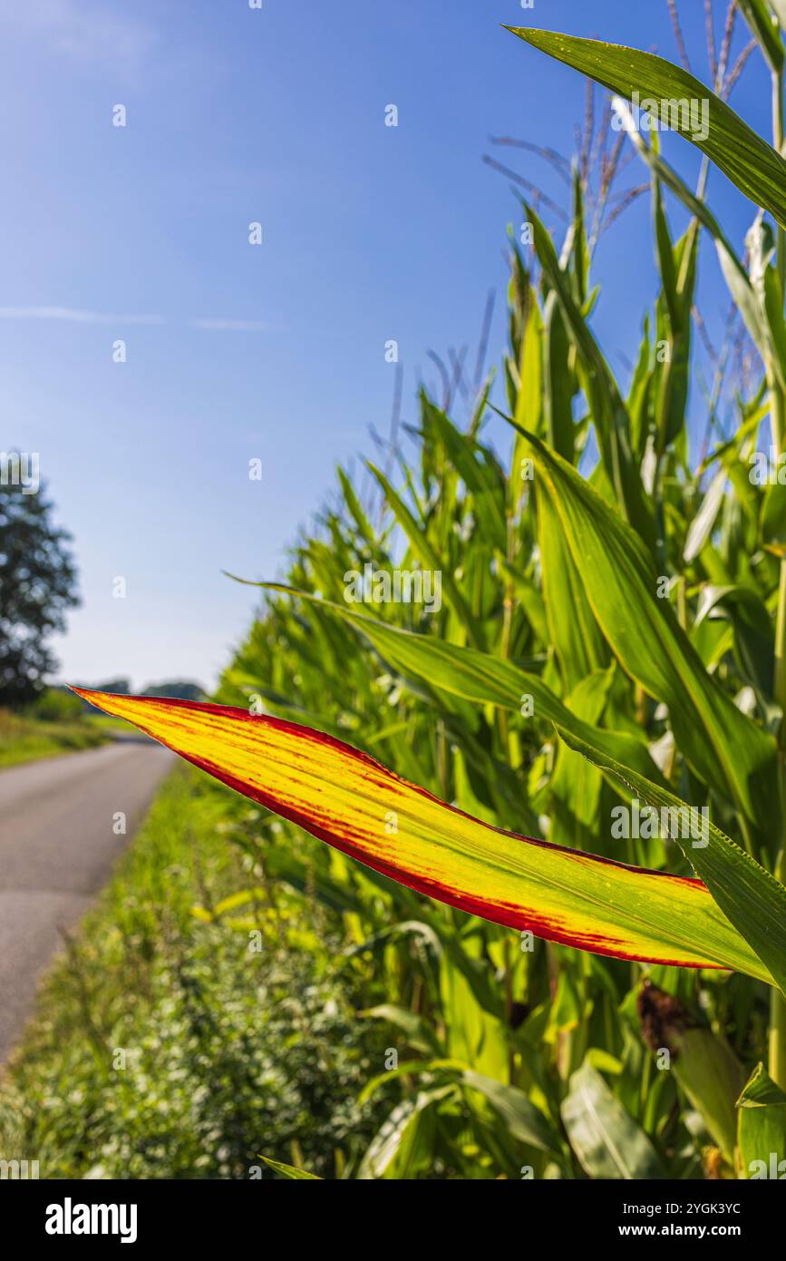 Corn with male inflorescences hi-res stock photography and images - Alamy