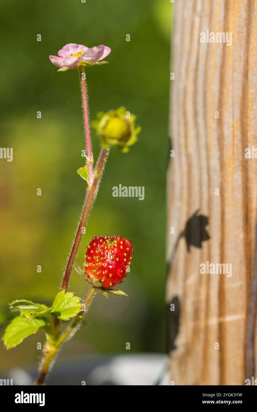Natural background with red wild strawberry Stock Photo - Alamy