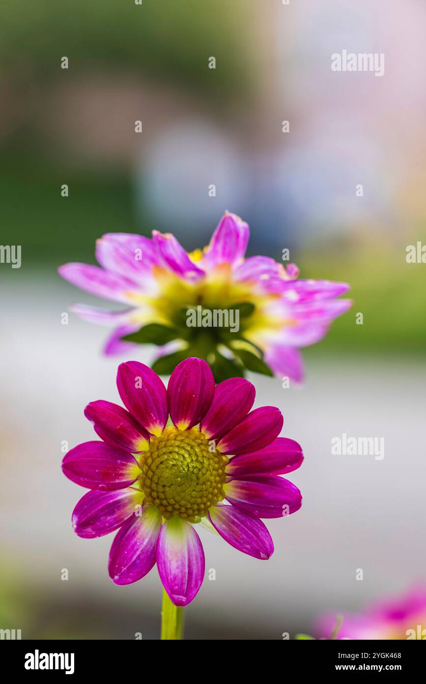 Decorative dahlia flower hi-res stock photography and images - Alamy