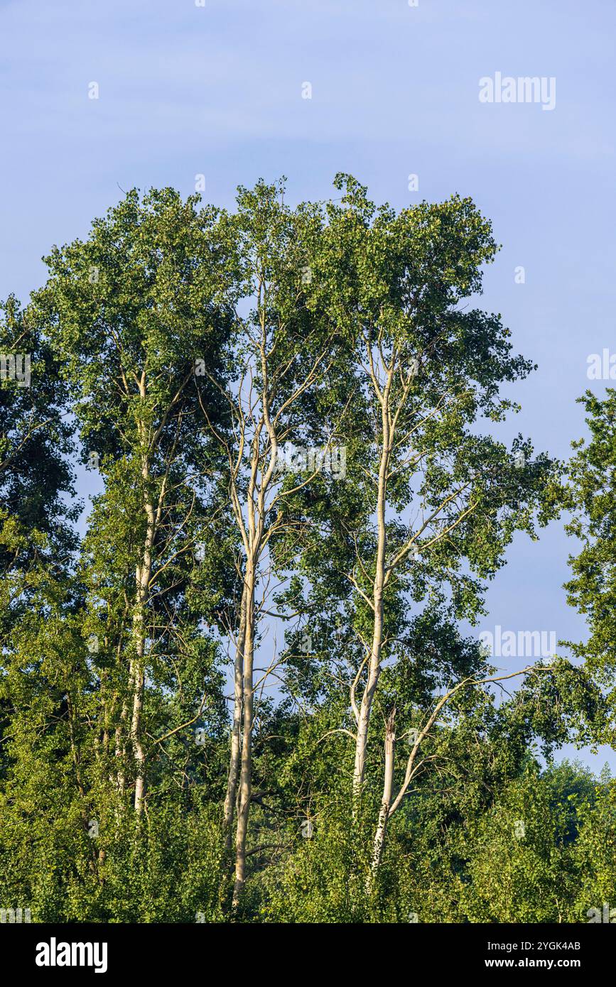 Trembling aspen hi-res stock photography and images - Alamy