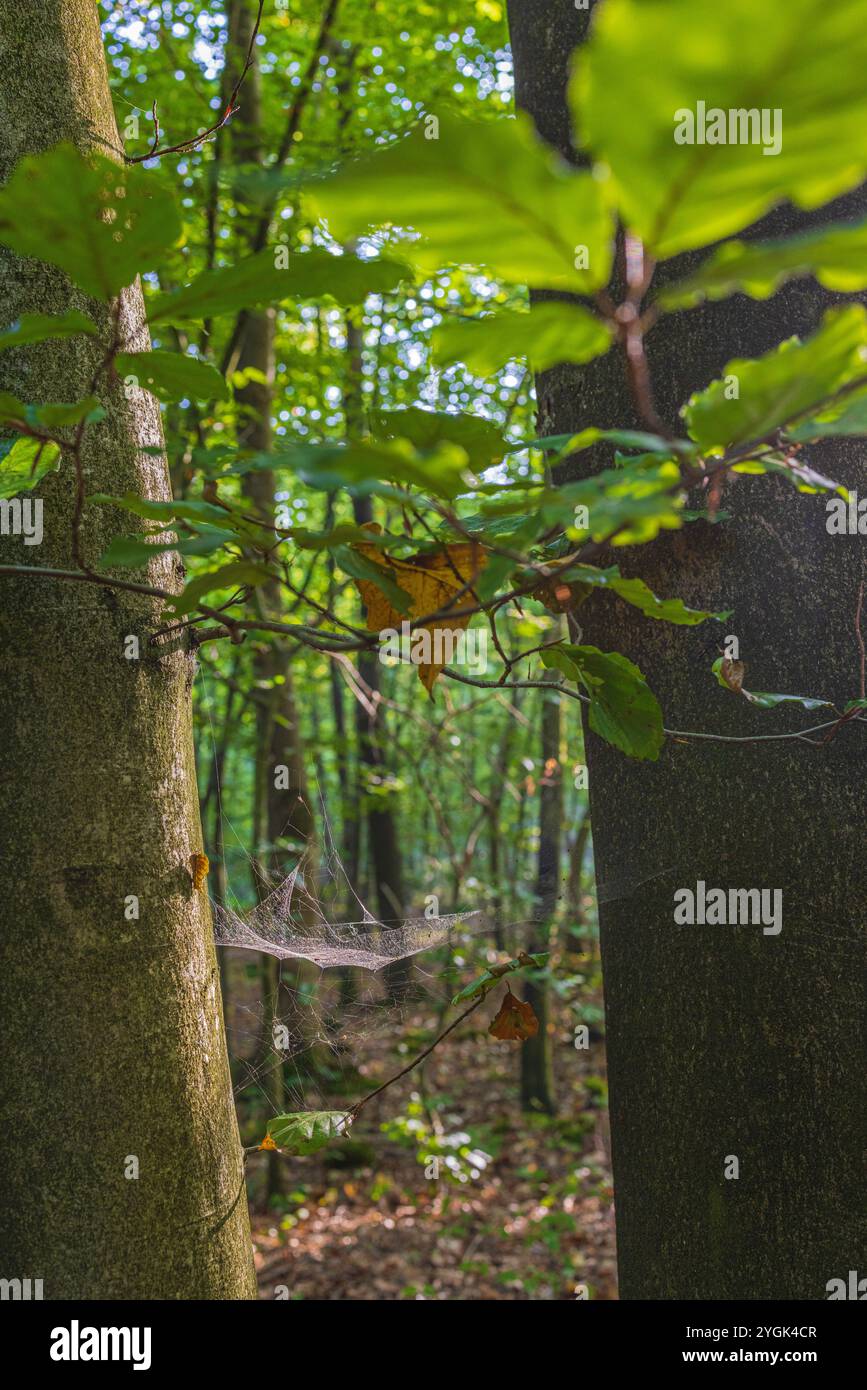 Spider Webs On Plants